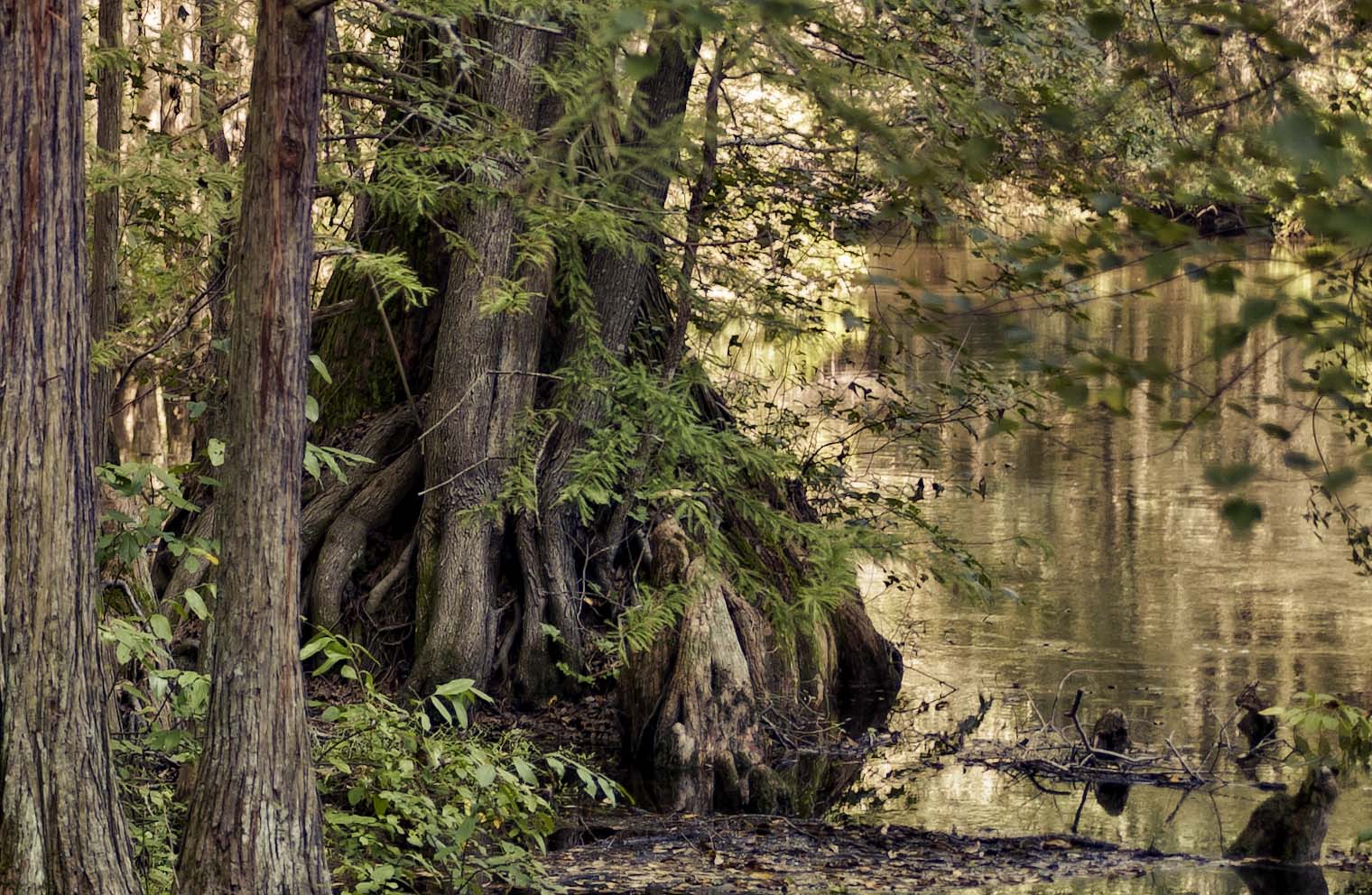 Lumbee River / 