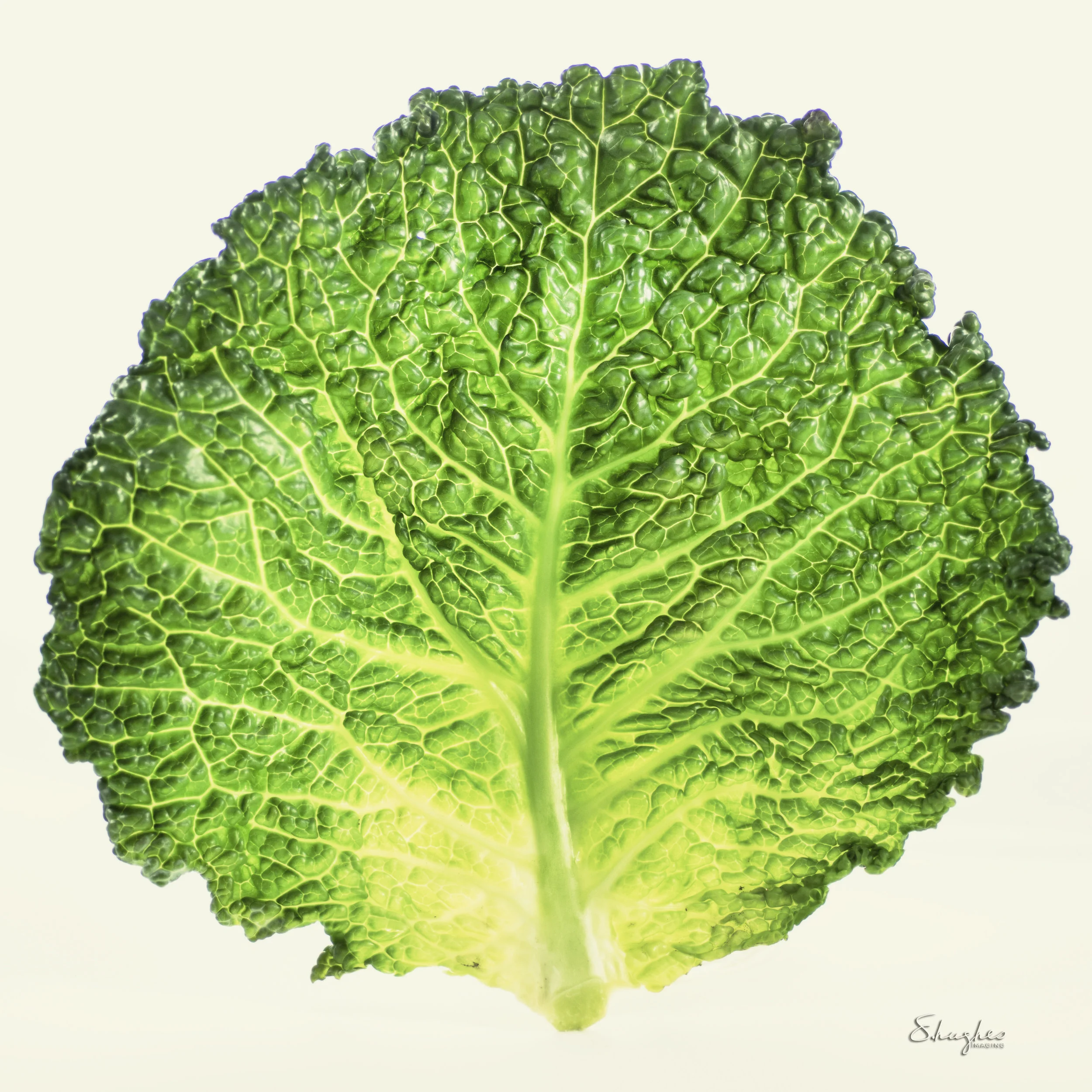 FoodStudy_LightBox_CabbageLeaf.jpg