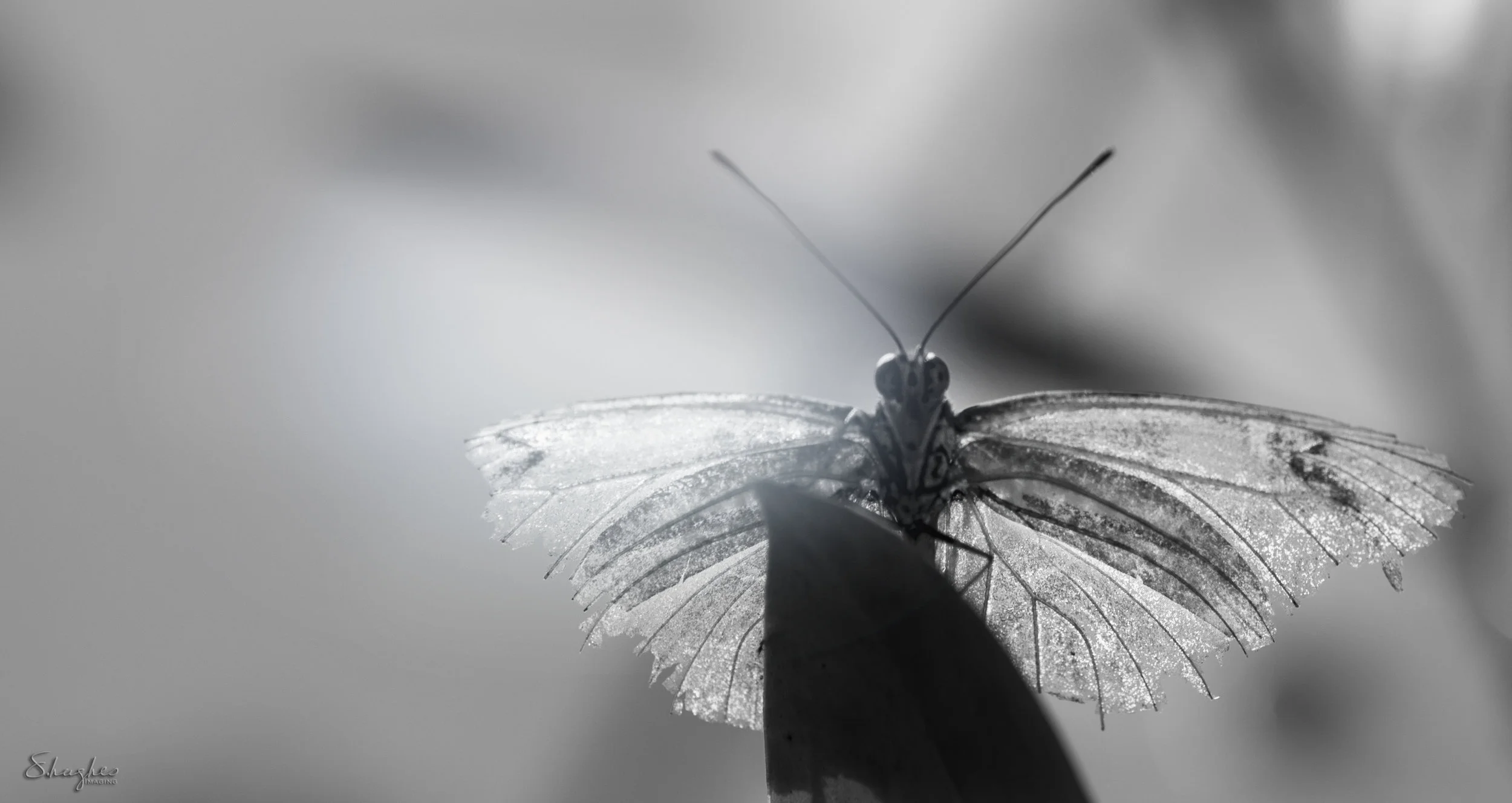 Durham_MuseumL&S2_ButterflyTornWings_Edited_5222017.jpg
