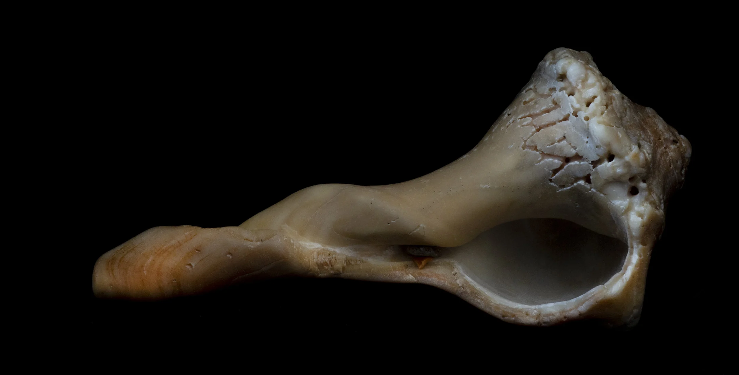Durham_Seashell3_8312018.jpg