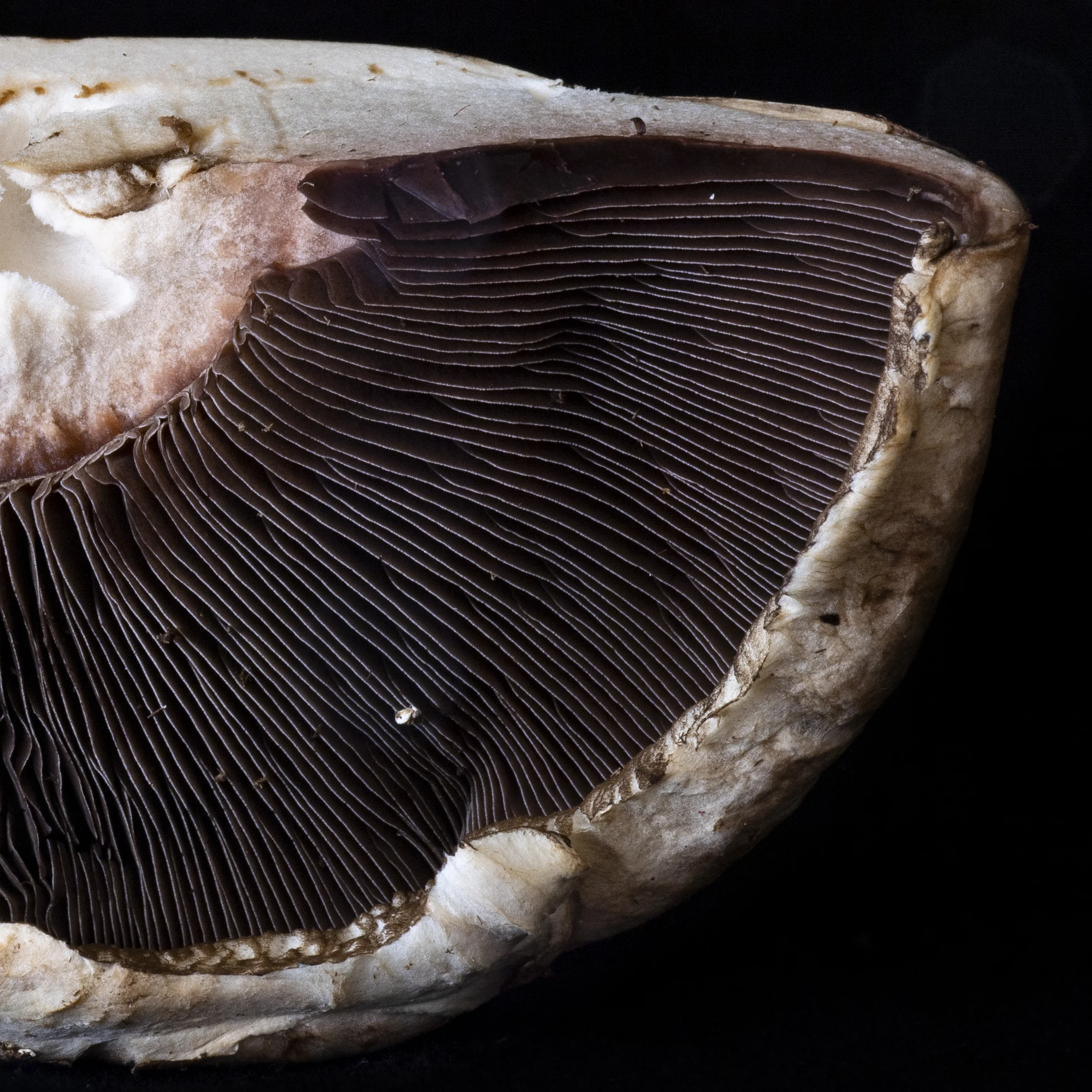 Durham_801_CutHalf_NoStem_PortabellaMushroom_1152018-2.jpg