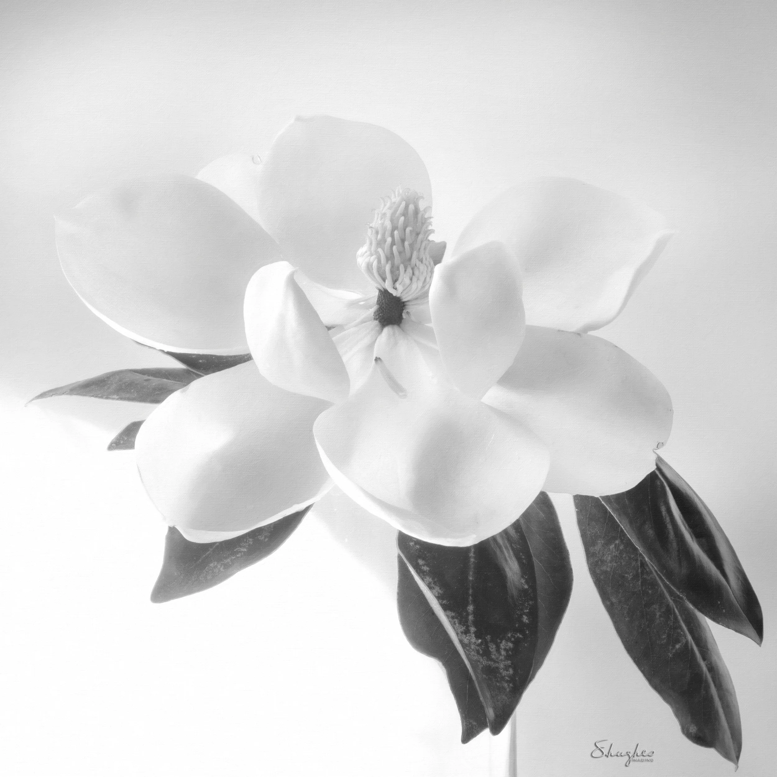 Durham_801_Magnolia_B&W_5232019.jpg
