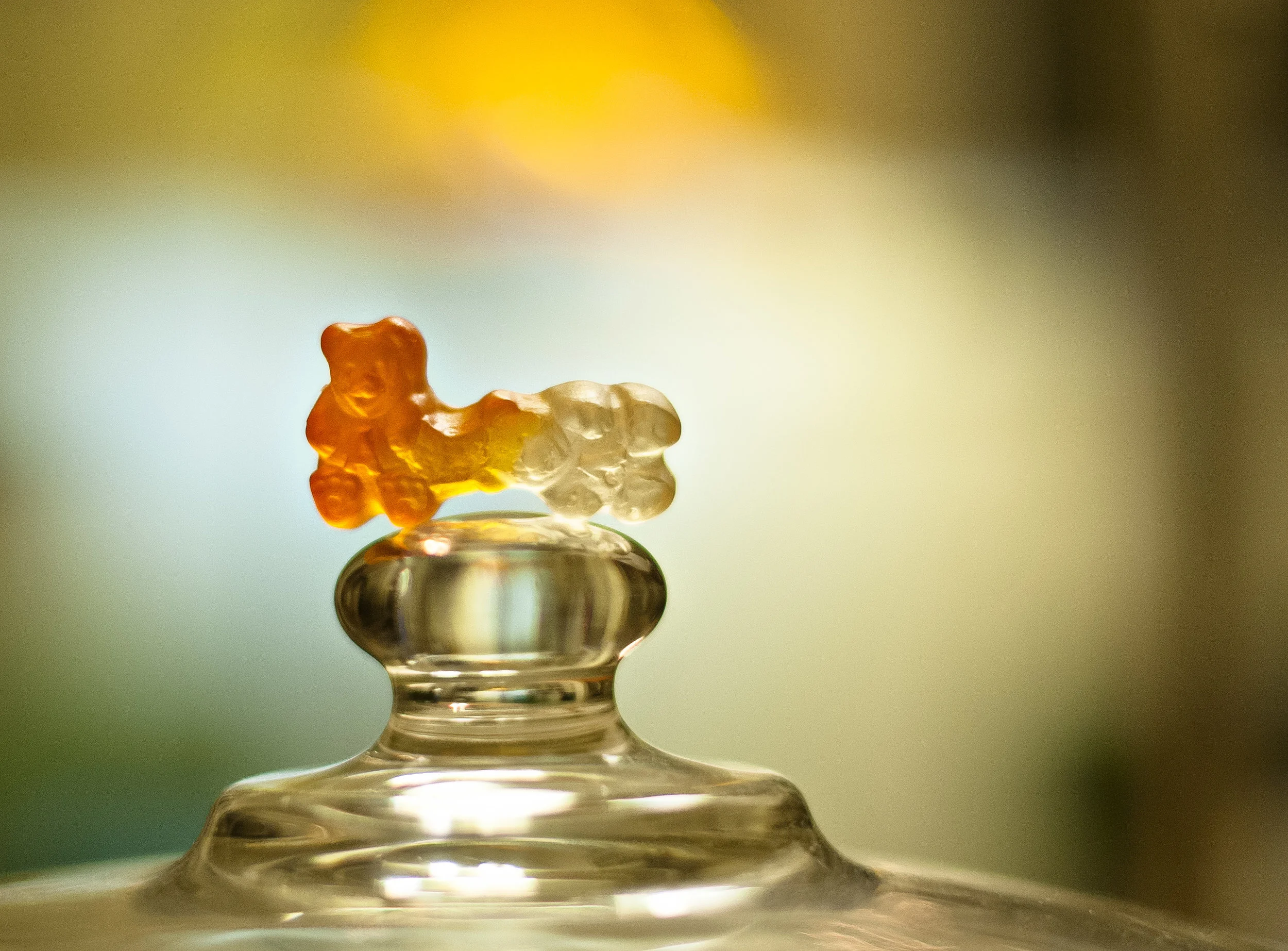 Durham_801_conjoinedGummies_11102012.jpg