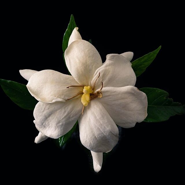 #gardenia #summerscents #lightwork #botanicals #flower #durm #durham
