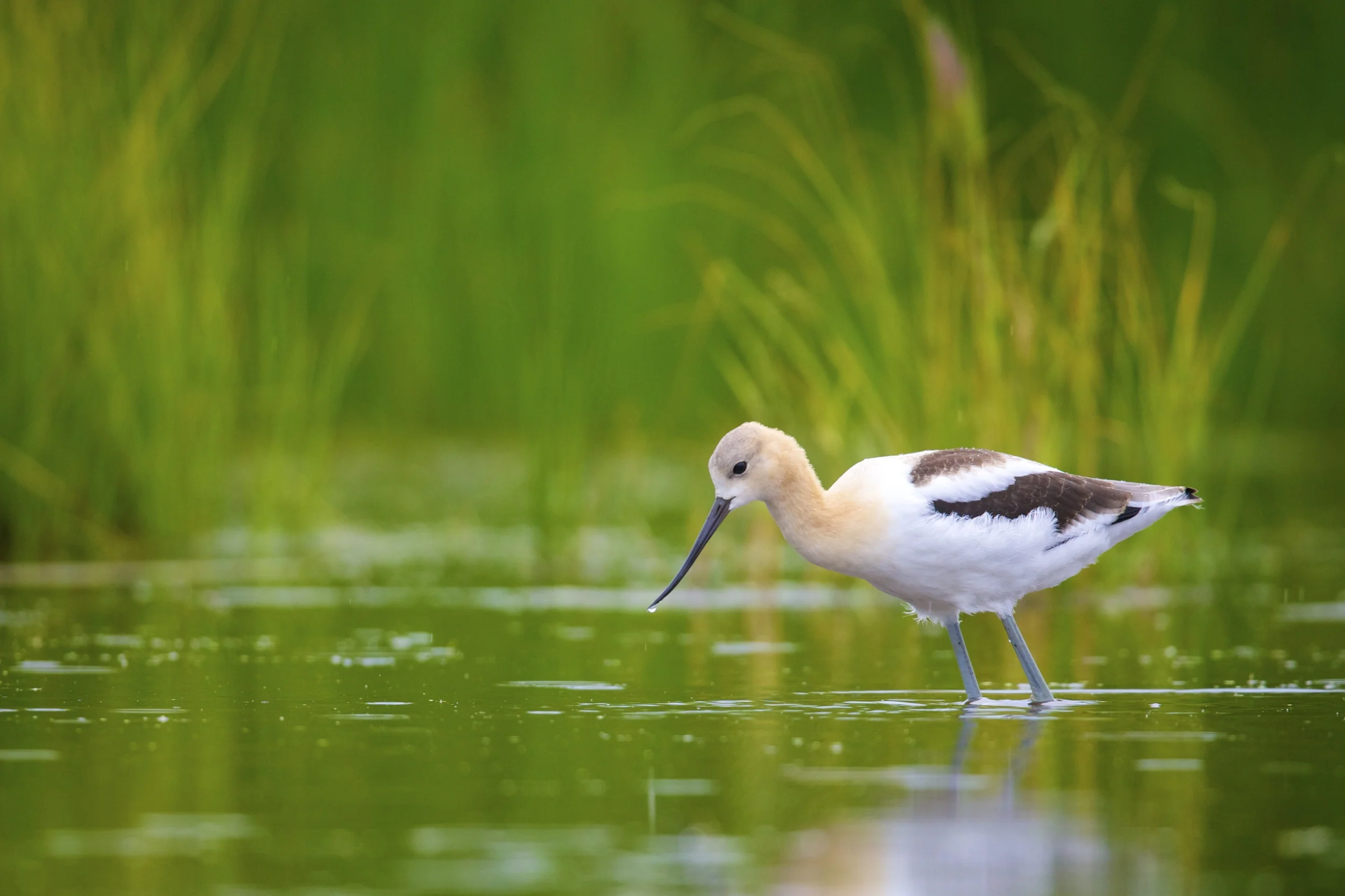 American Avocet