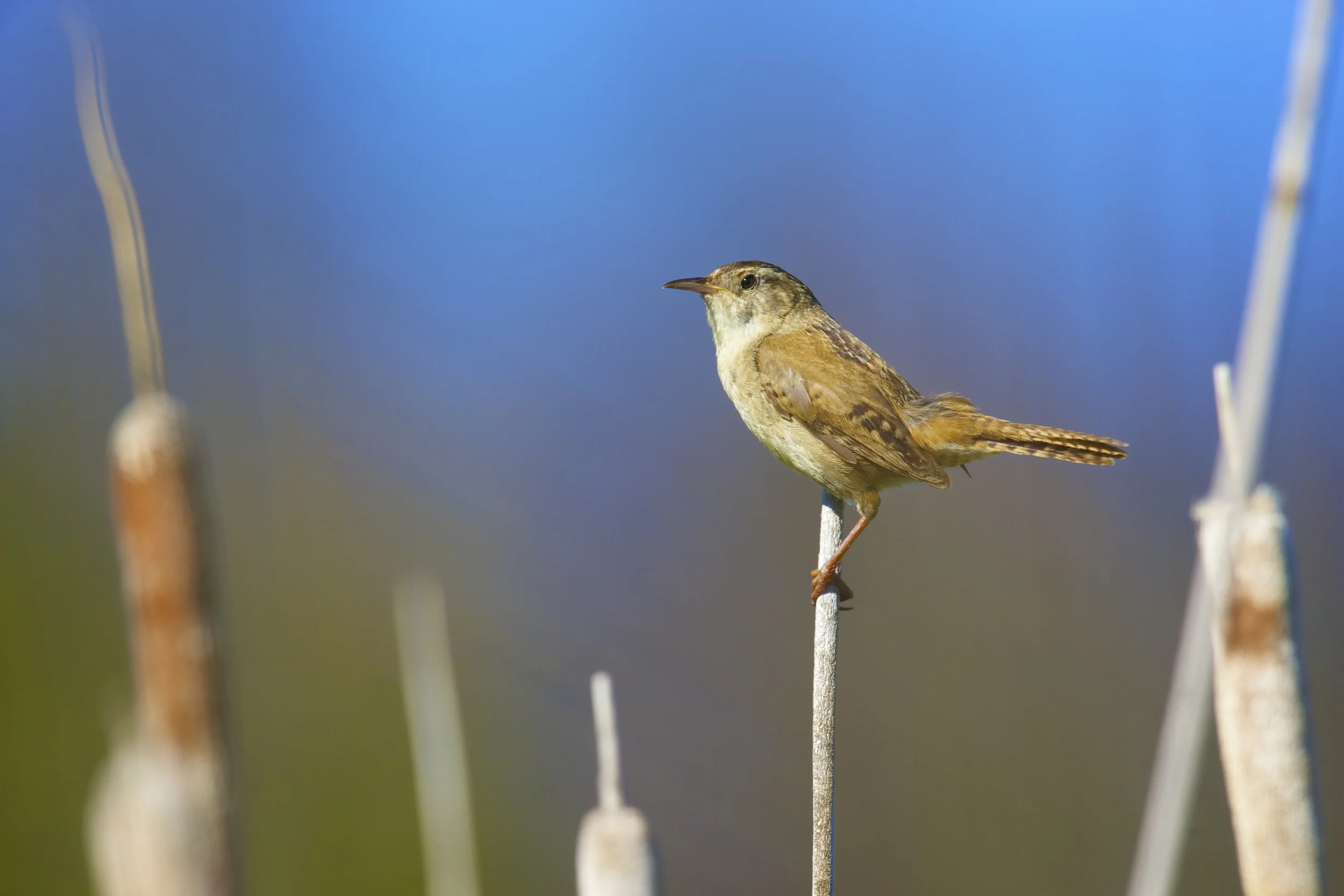 Marsh Wren