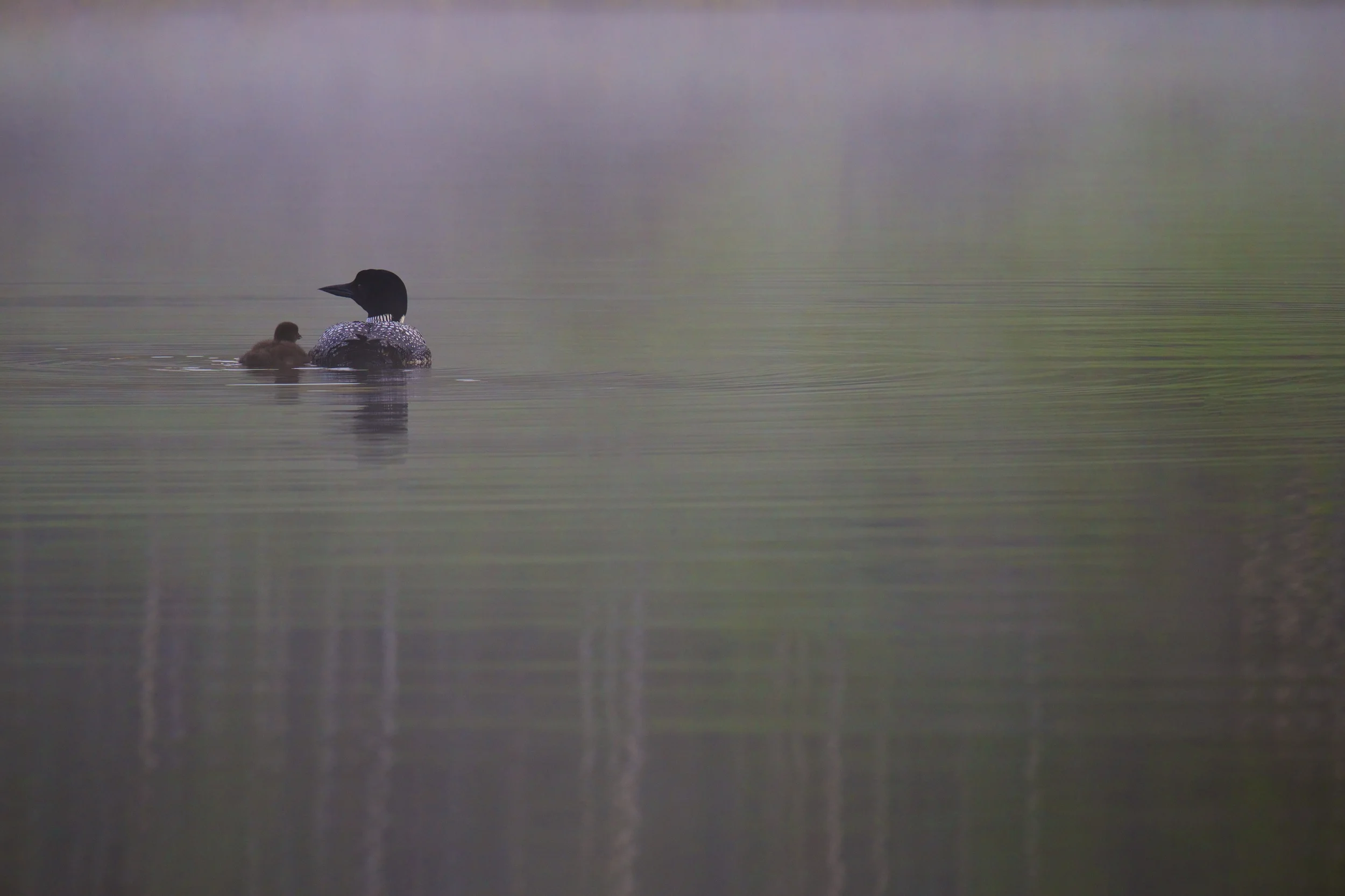 Common Loon and Chick