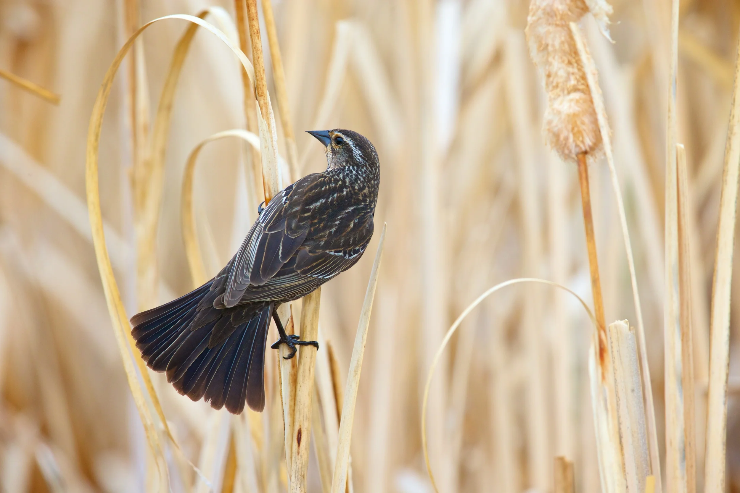 Female Red-Winged Blackbird