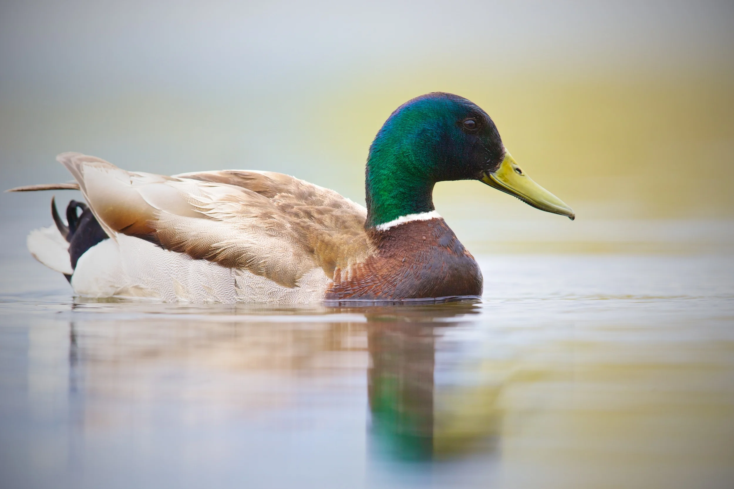 Mallard Duck