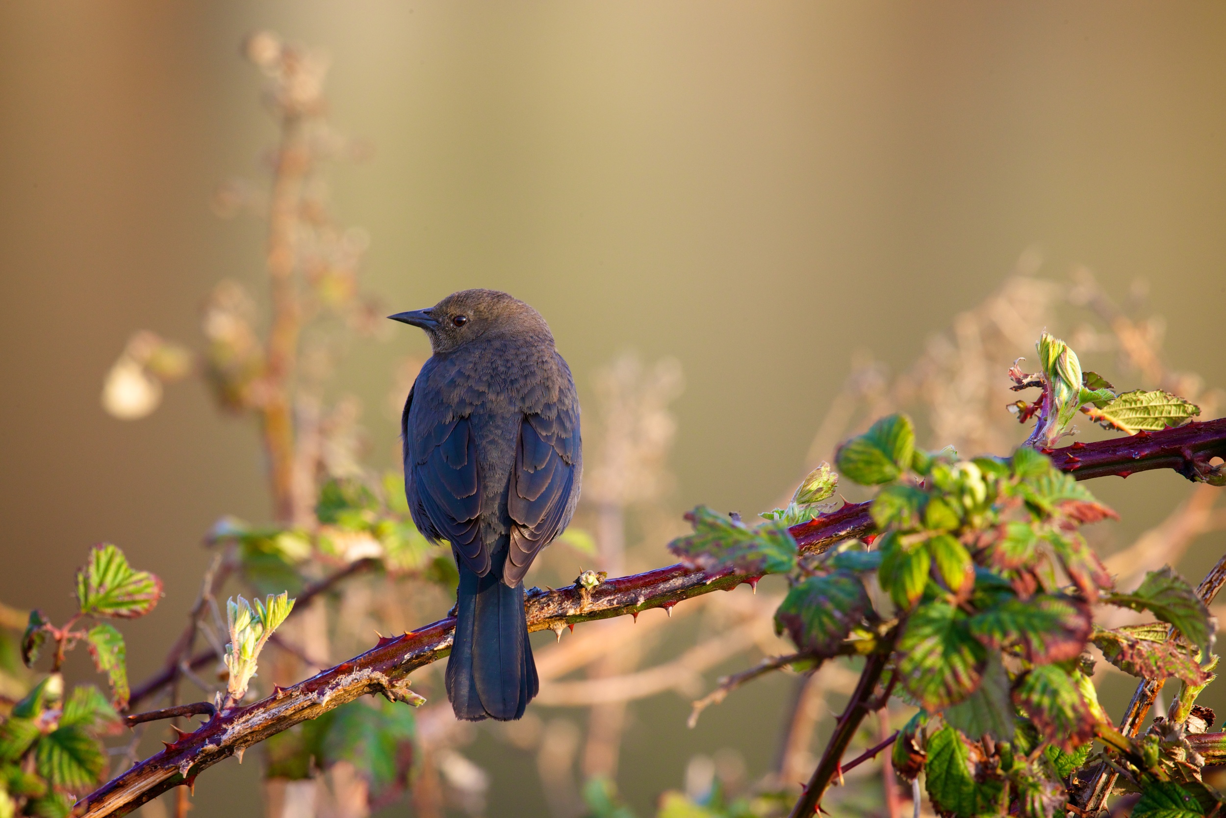 Brewer's Blackbird