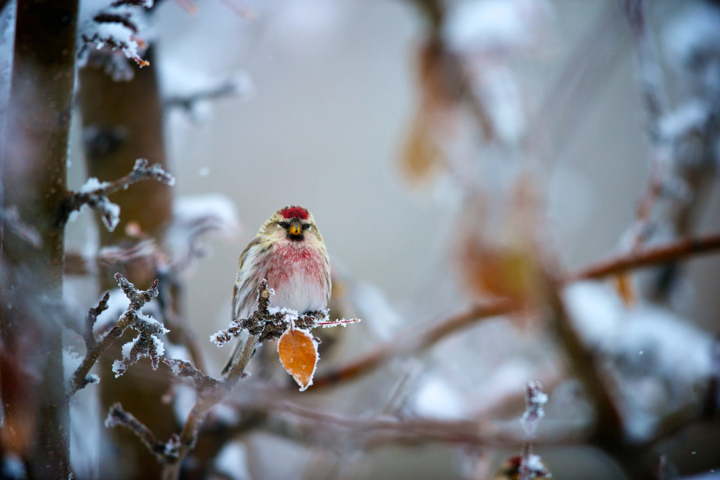 Common Redpoll
