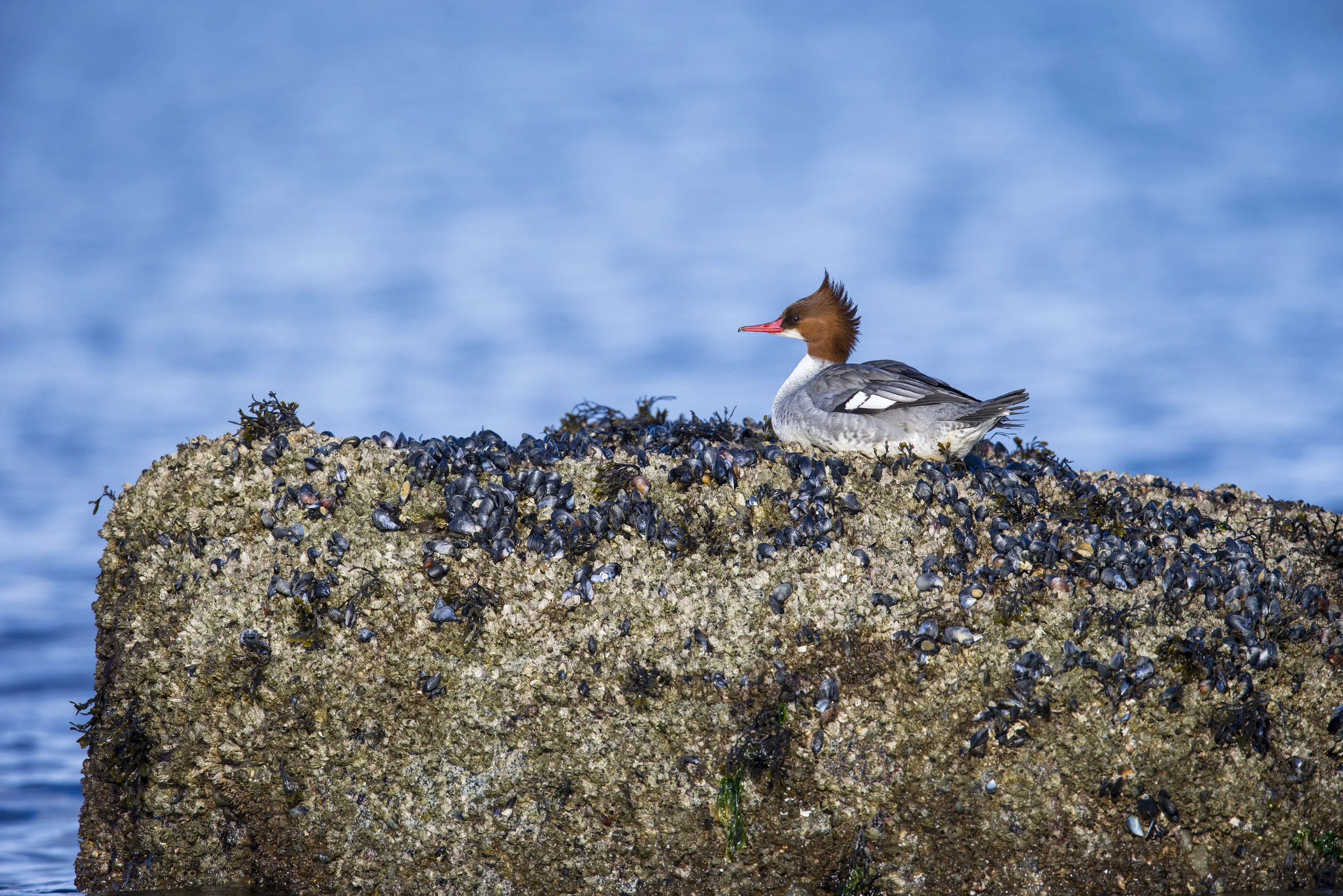 Common Merganser