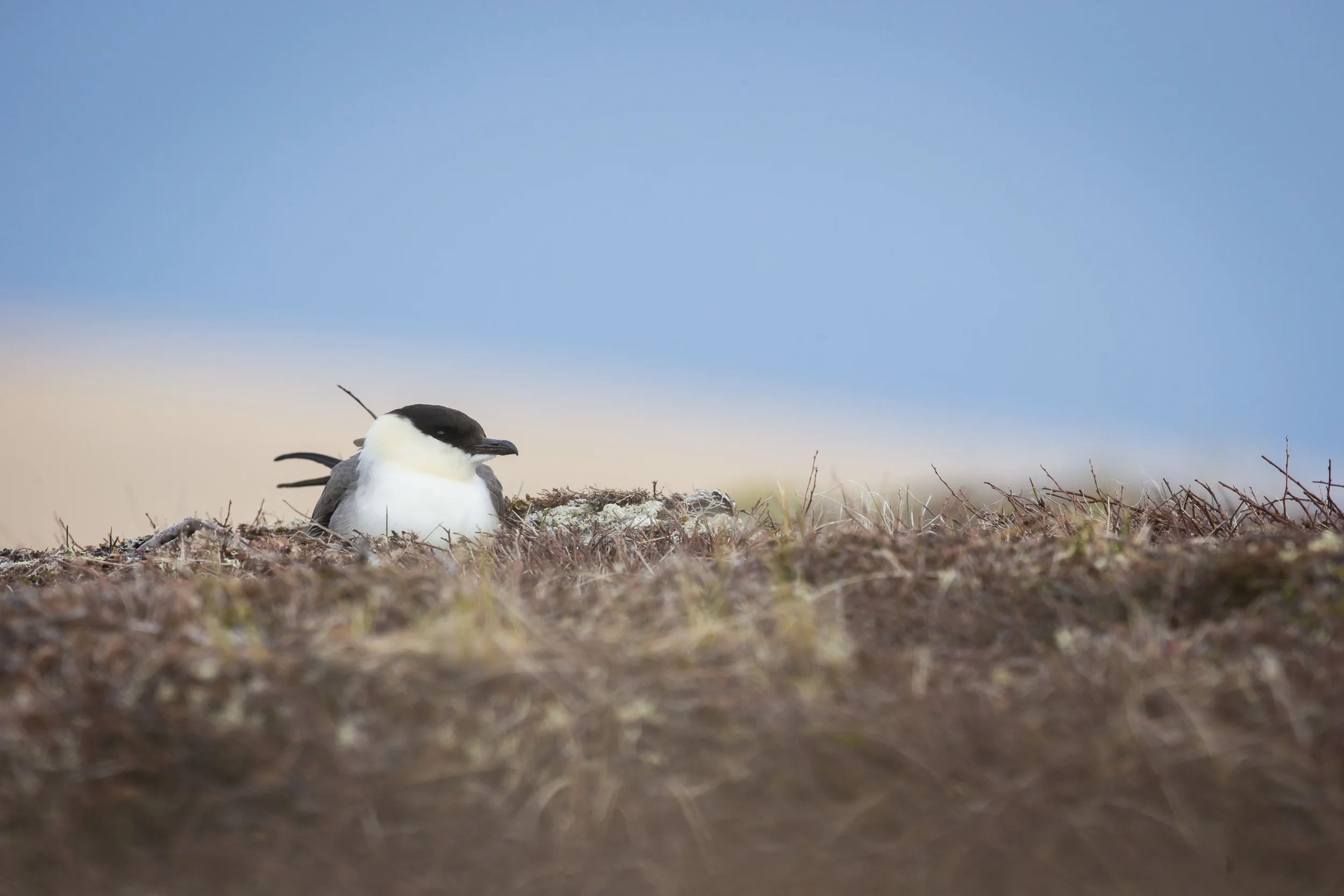 Long-Tailed Jaeger