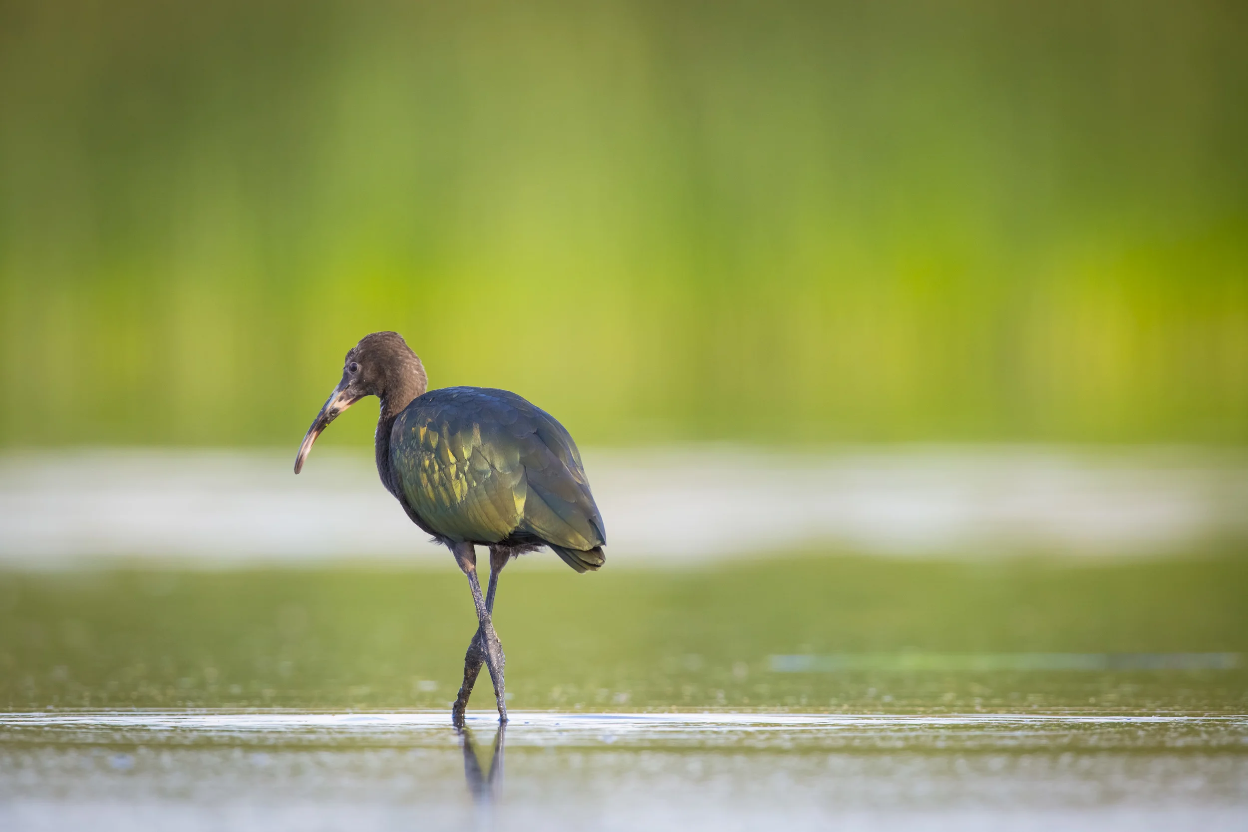 White-faced Ibis