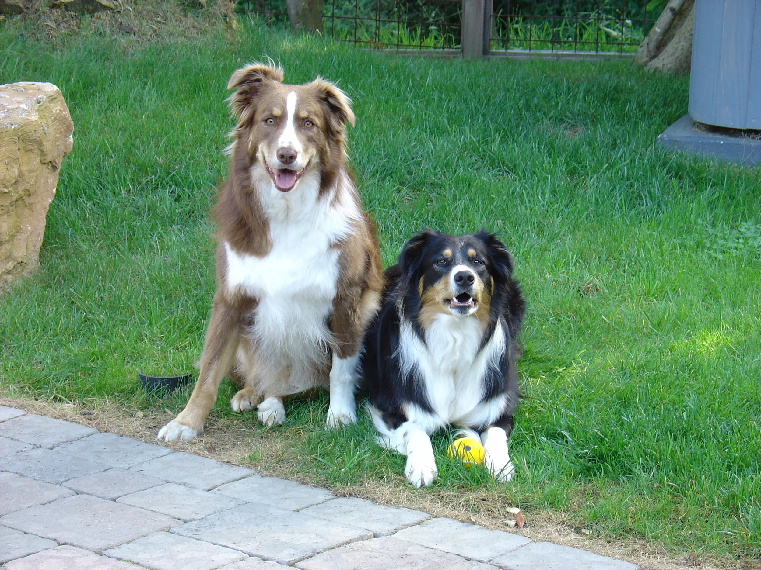 curby and roxie 1.JPG