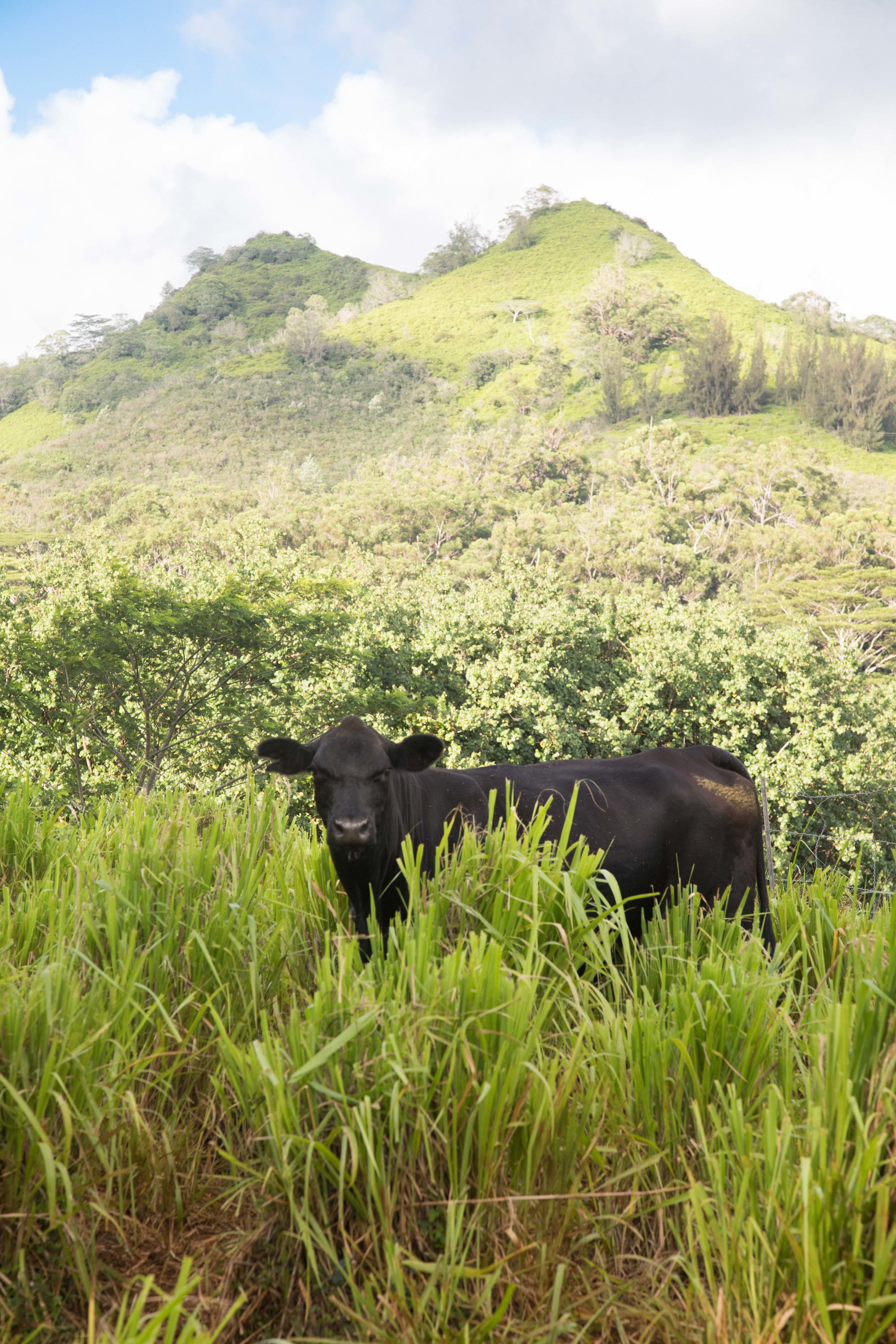 Kauai-8707.jpg