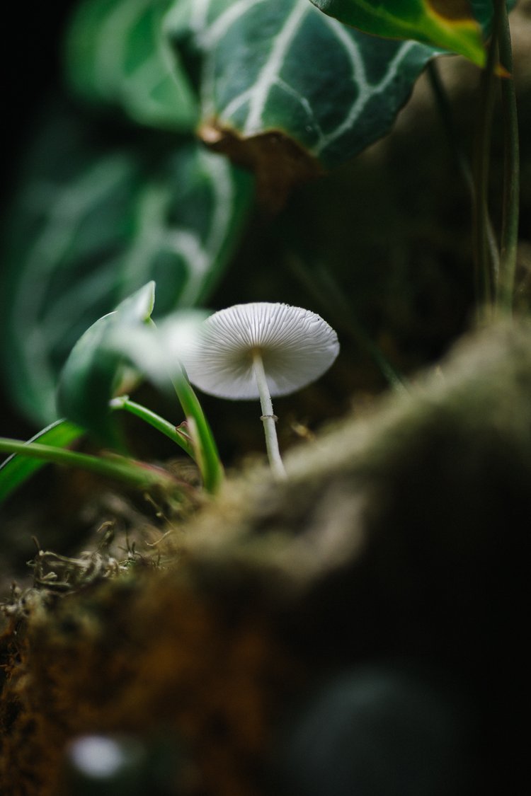 Jamie-Takes-Photos-Soil-Ninja-Mushroom.jpeg