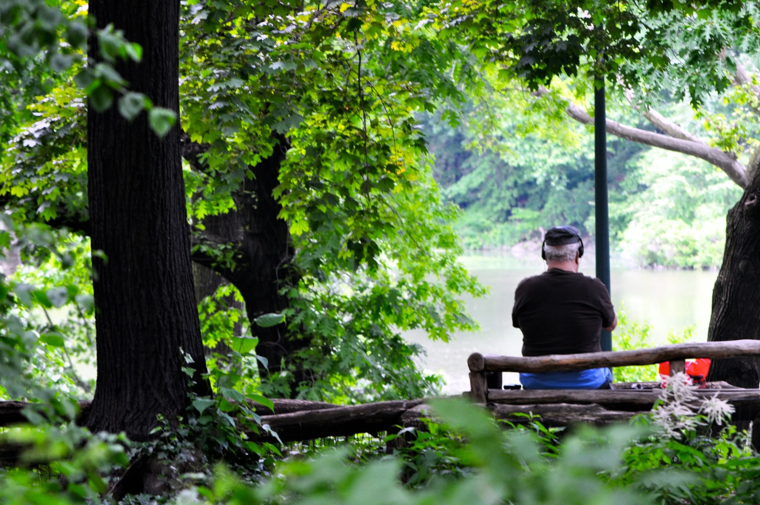Nature is like music. Strums the soul. Central Park. New York City. 