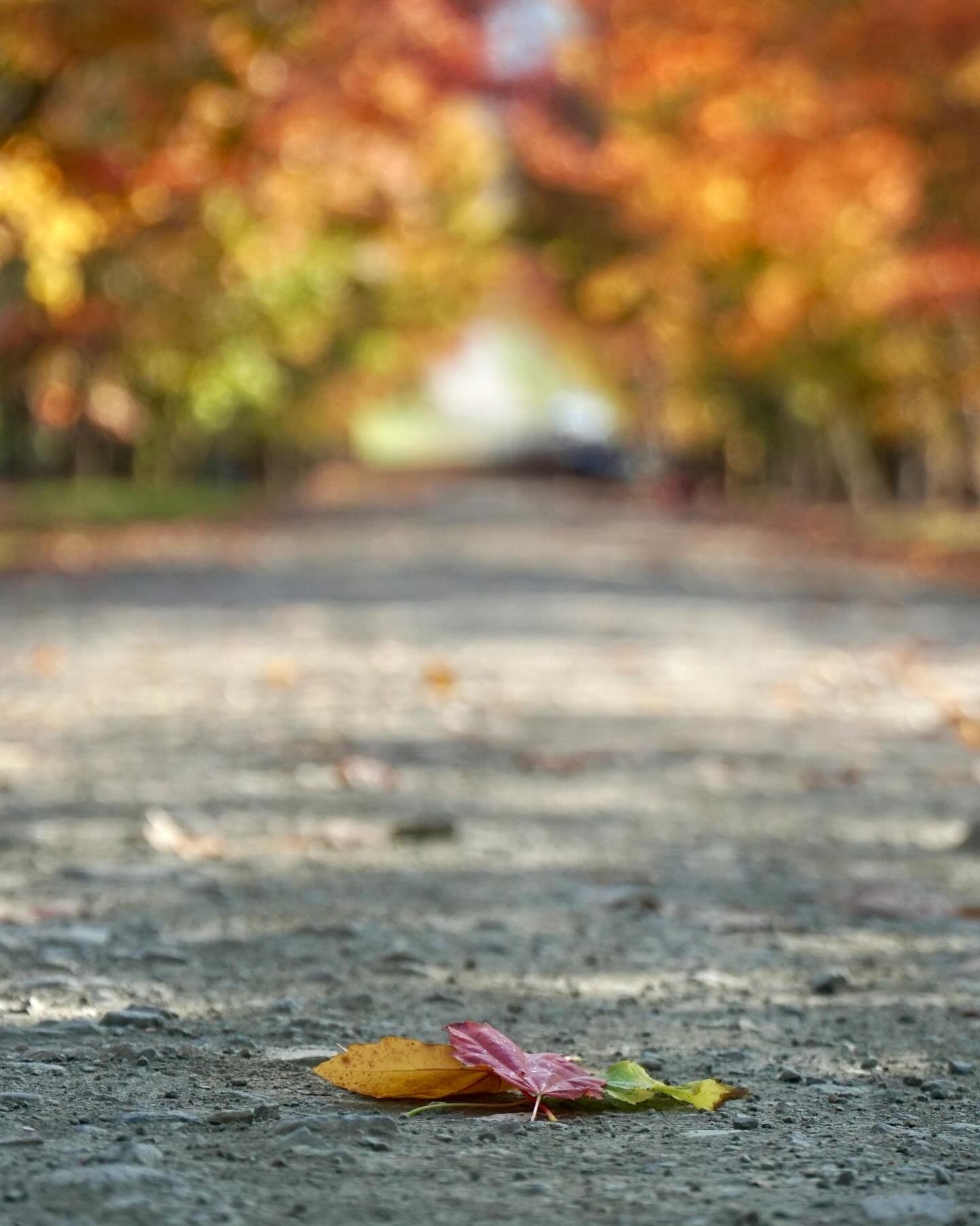 Autumn at its finest!

📍 McCormacks Lane, Buckland

@seehighcountry @brightandsurrounds 

&hellip;

This lane was the epitome of Autumn colours.

Quintessential Fall.

If you wanted to pick one lane to find all colours in one place, this is it. 

In
