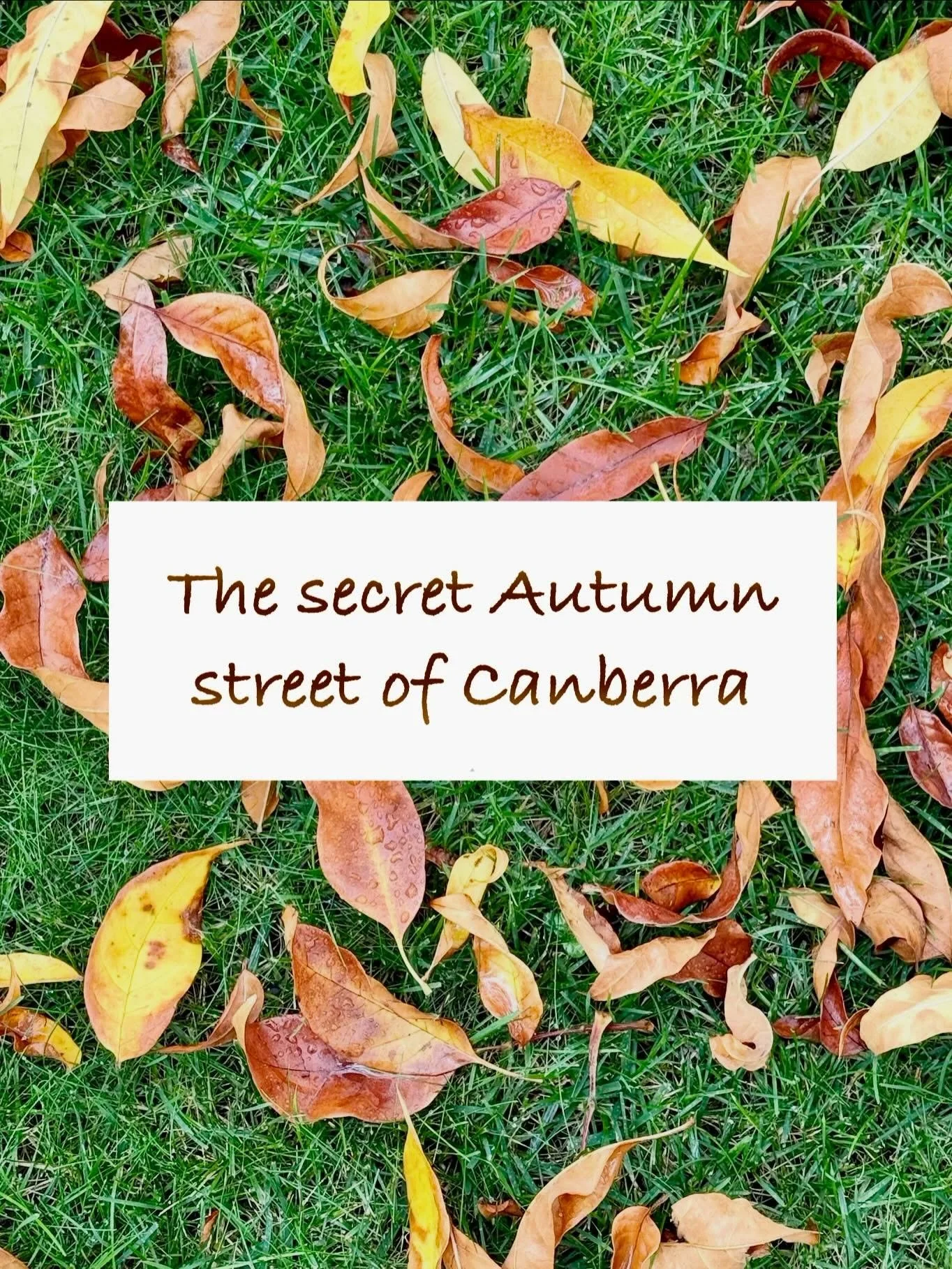Autumn in full bloom!

&mdash;

We visited Canberra in early April hoping to catch some Fall colours. 

I looked up countless blogs and websites and even ChatGPT to find the best streets in Canberra for them.

But, Autumn had yet to arrive in most of