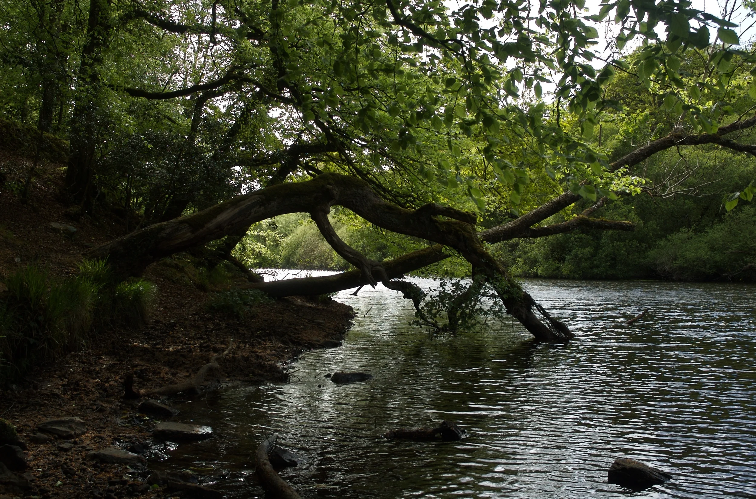 DSC_1231.jpg
