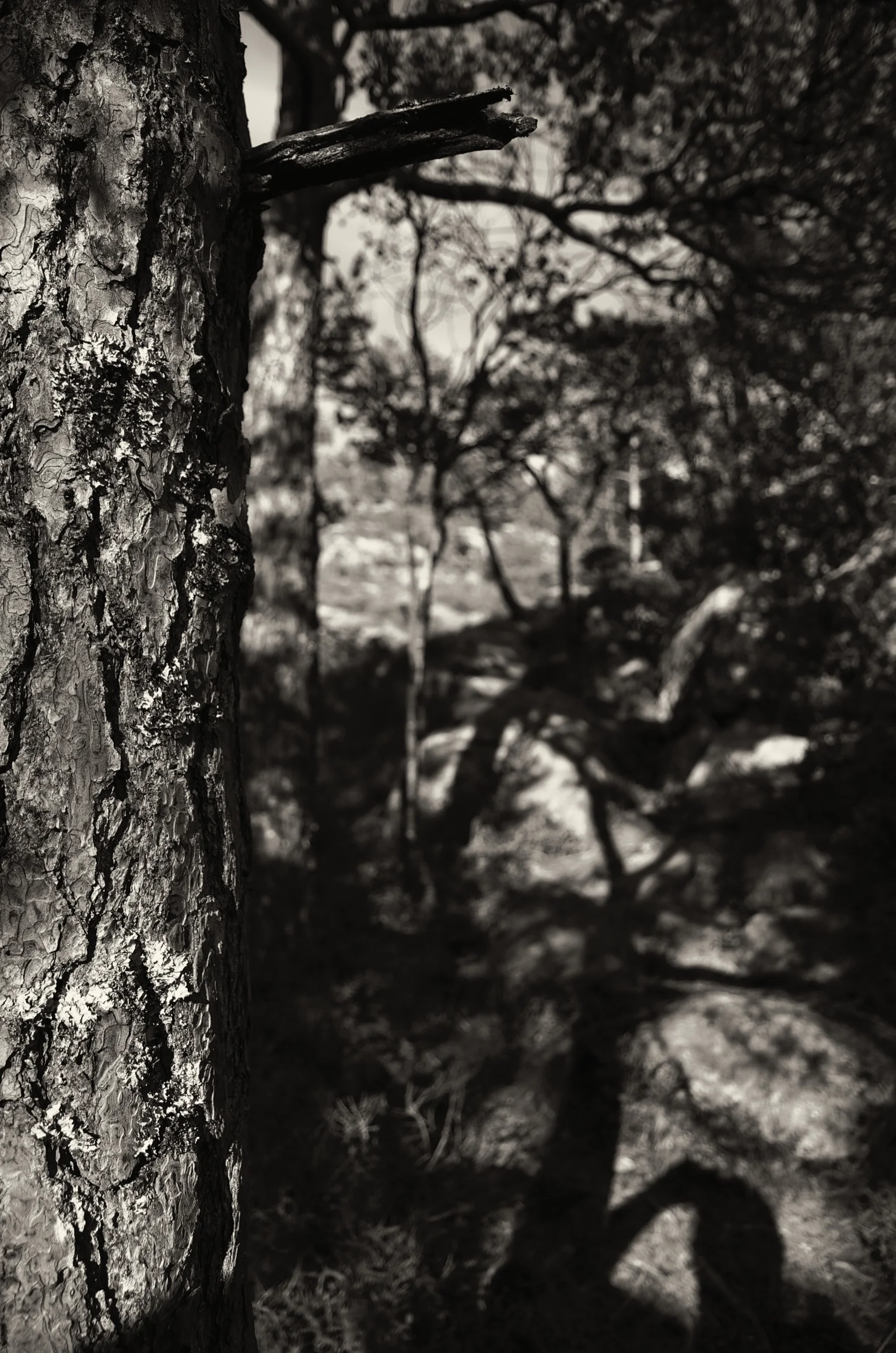 D7K_4250.jpg