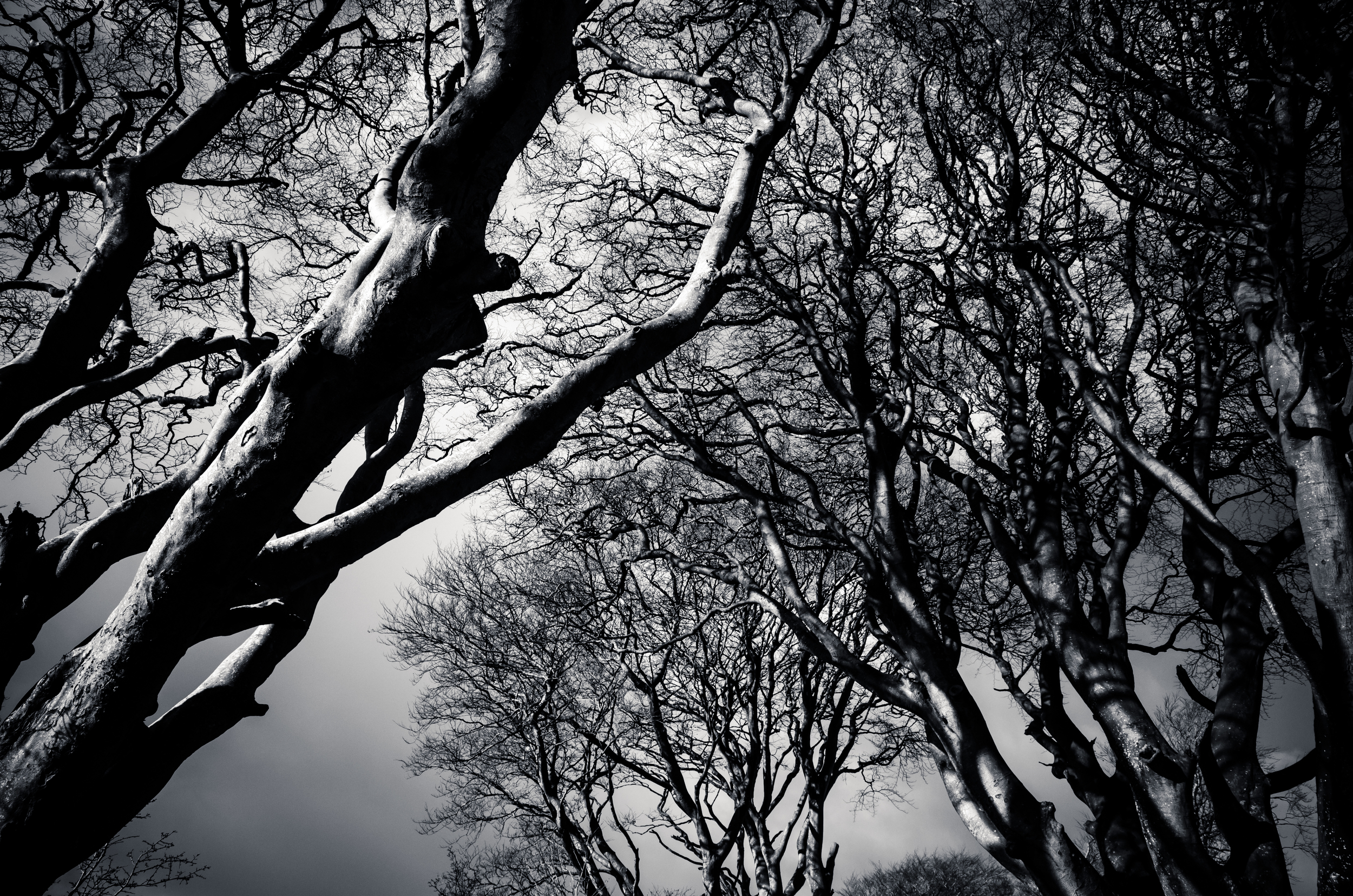 D7K_5156.jpg