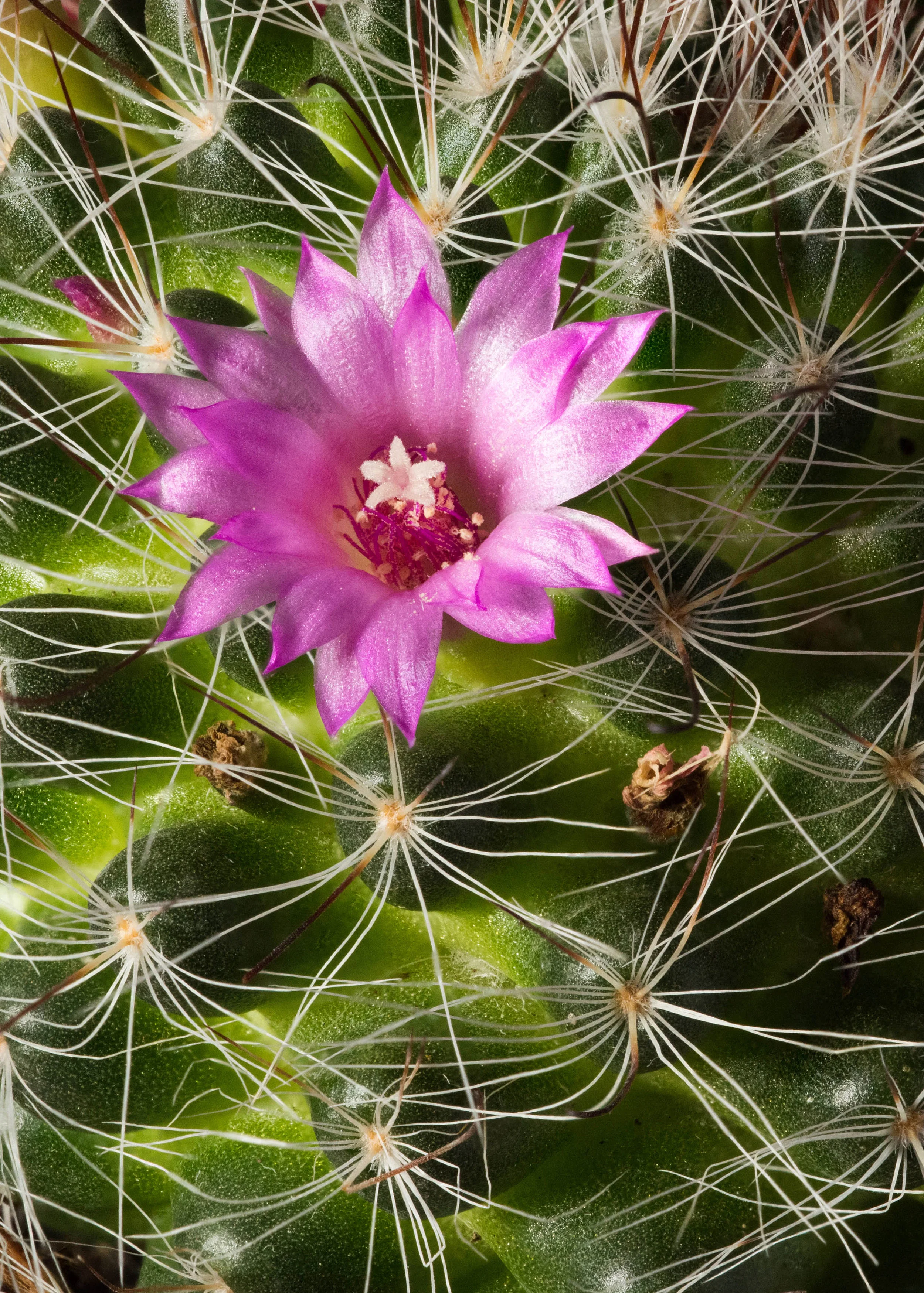 cactus stack2.jpg