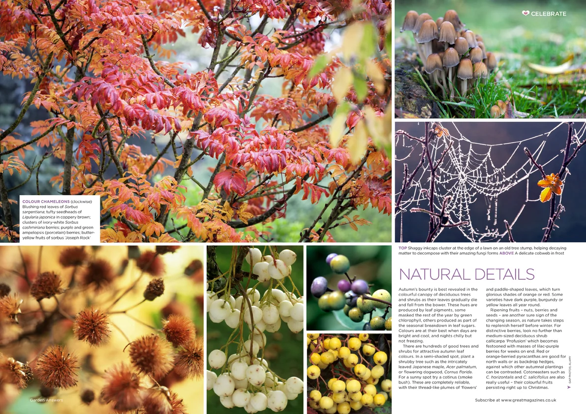 Garden Answers magazine // Bauer Media