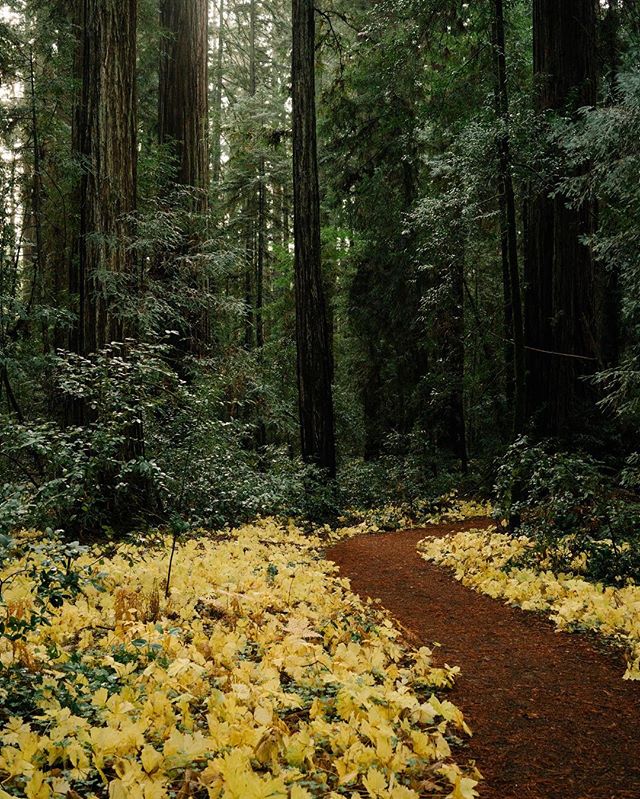 This foggy weather in SF reminds me of walking through the woods. And these redwoods are quite beautiful.