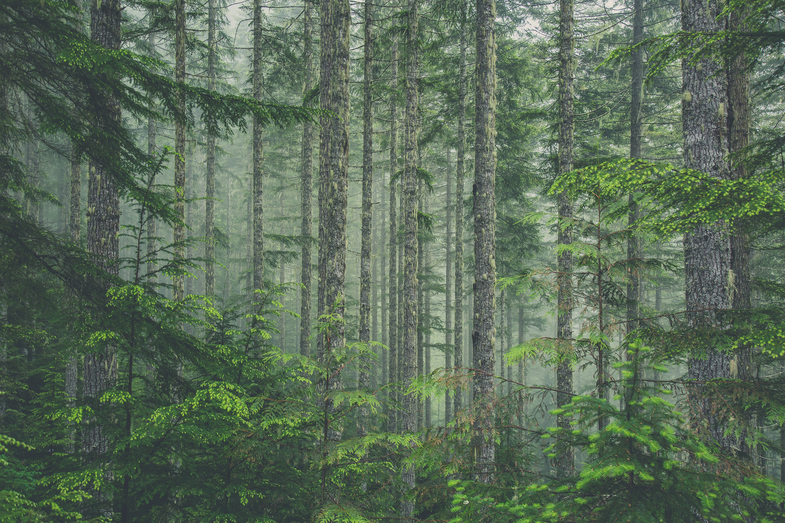 pacific-NW-forest-in-mist.jpg