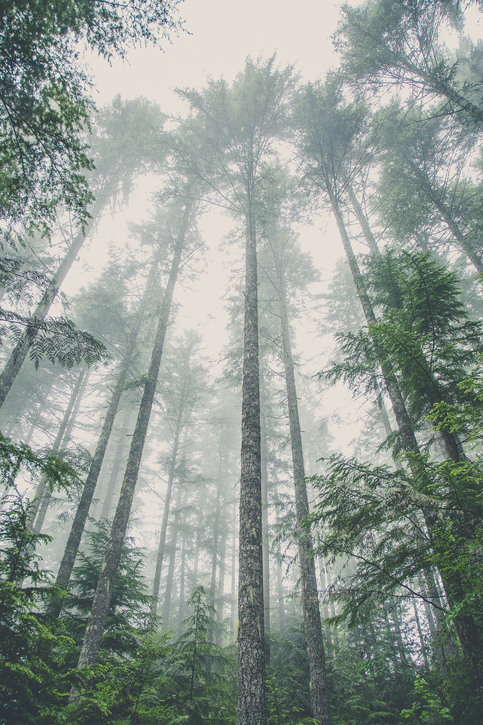 pacific-NW-treetops-in-mist.jpg
