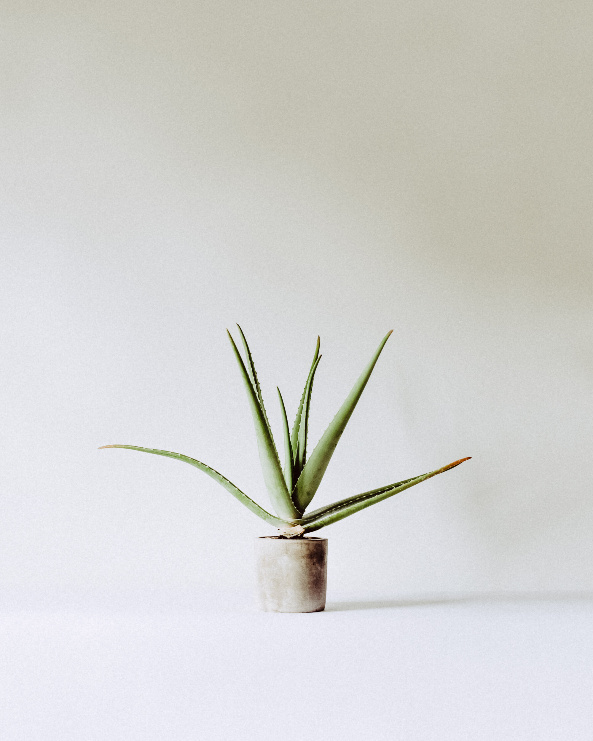 Aloe-plant.jpg