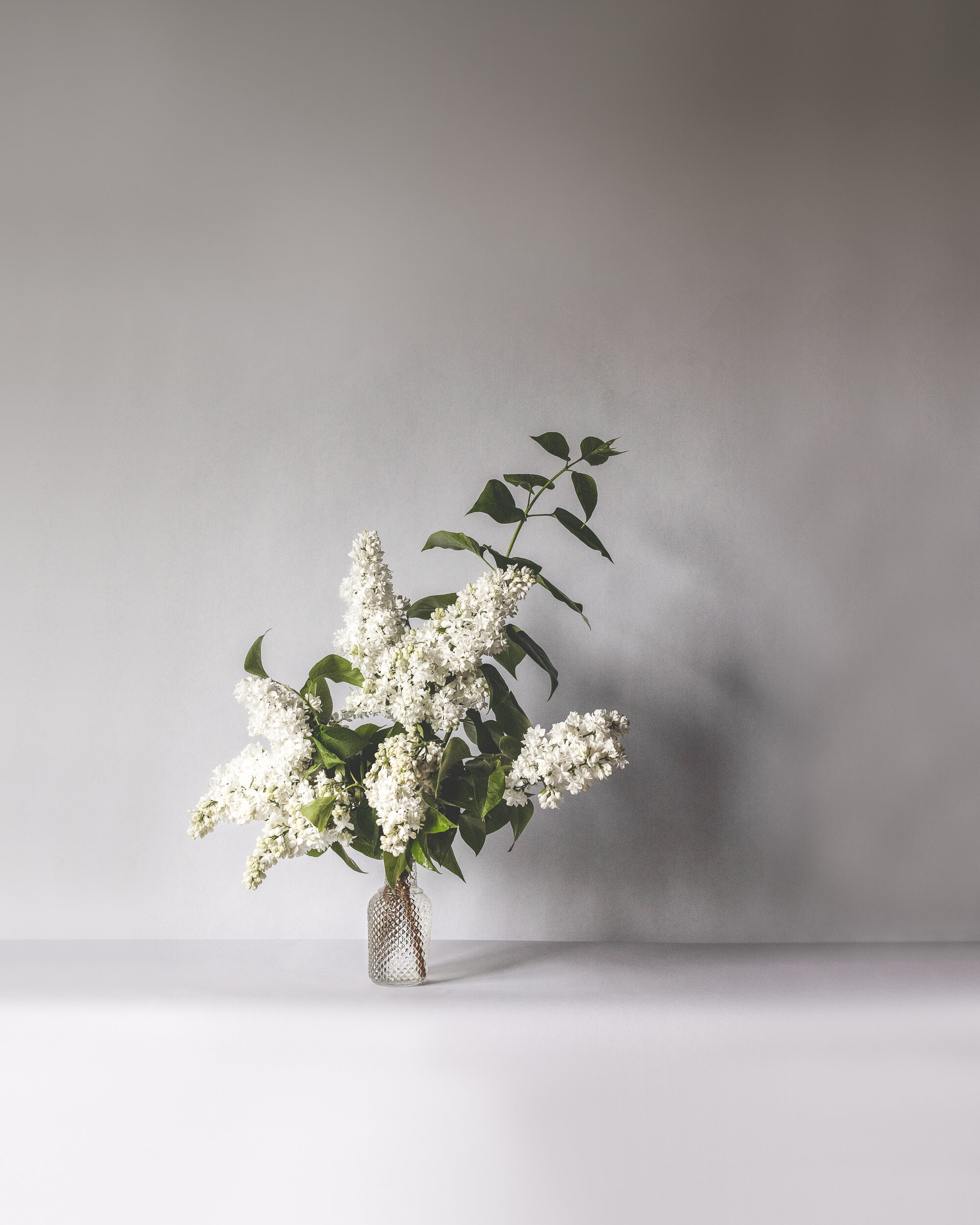 White-lilacs.jpg