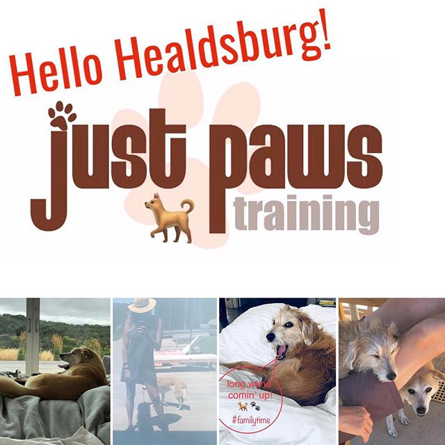 Happy long Labor Day wknd! Celebrating our 1st holiday here in Healdsburg 🐾🐕🐩🐶
Lots of fur babes n&rsquo; paws round town! #justpawstraining #happydogs #domorewithyourdog #familytime🐾