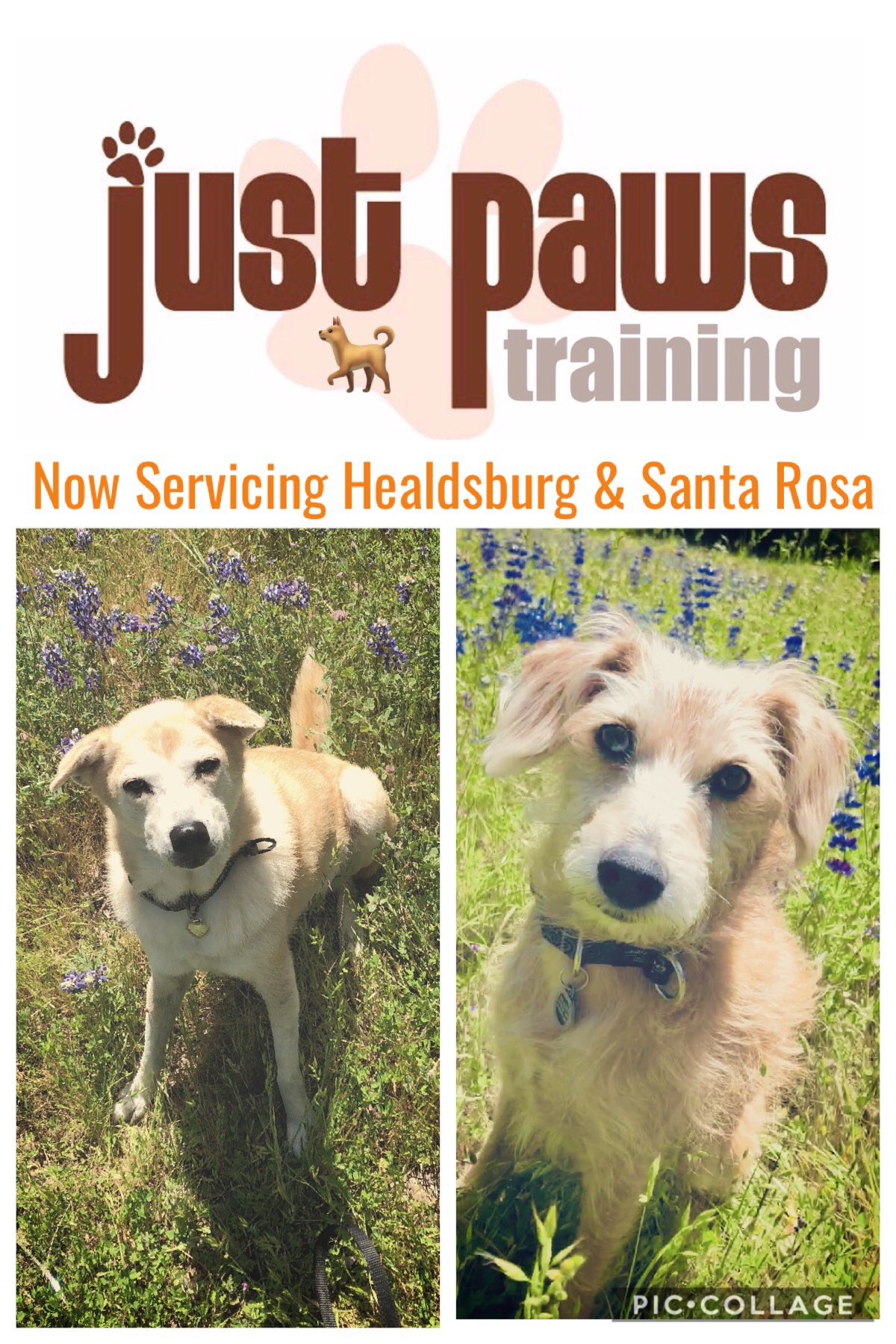 Just Paws Training