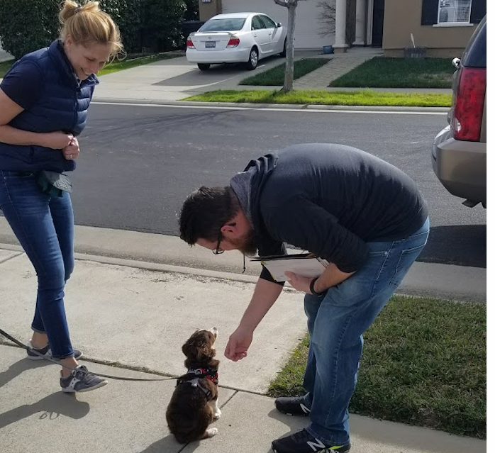 TRAINING SERVICES 🐾 — Just Paws Training