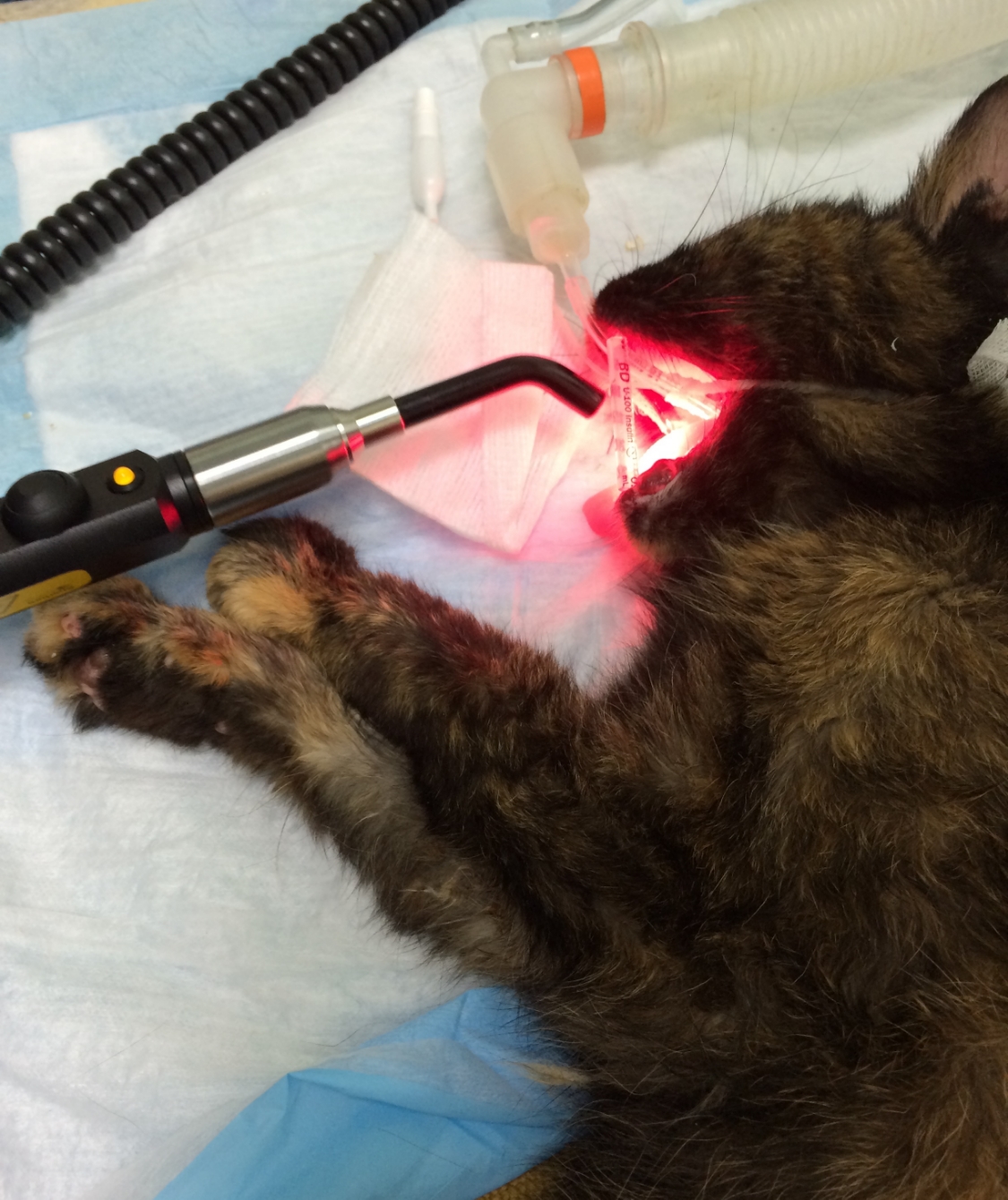  Maggie receiving post-dental surgery laser treatment. 