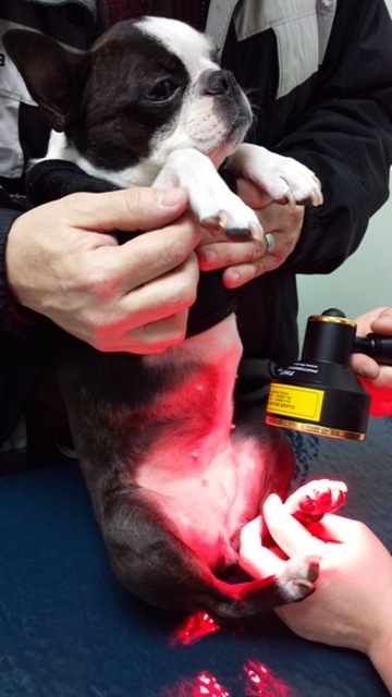  Ruari receiving a laser treatment for a lacerated toe. 