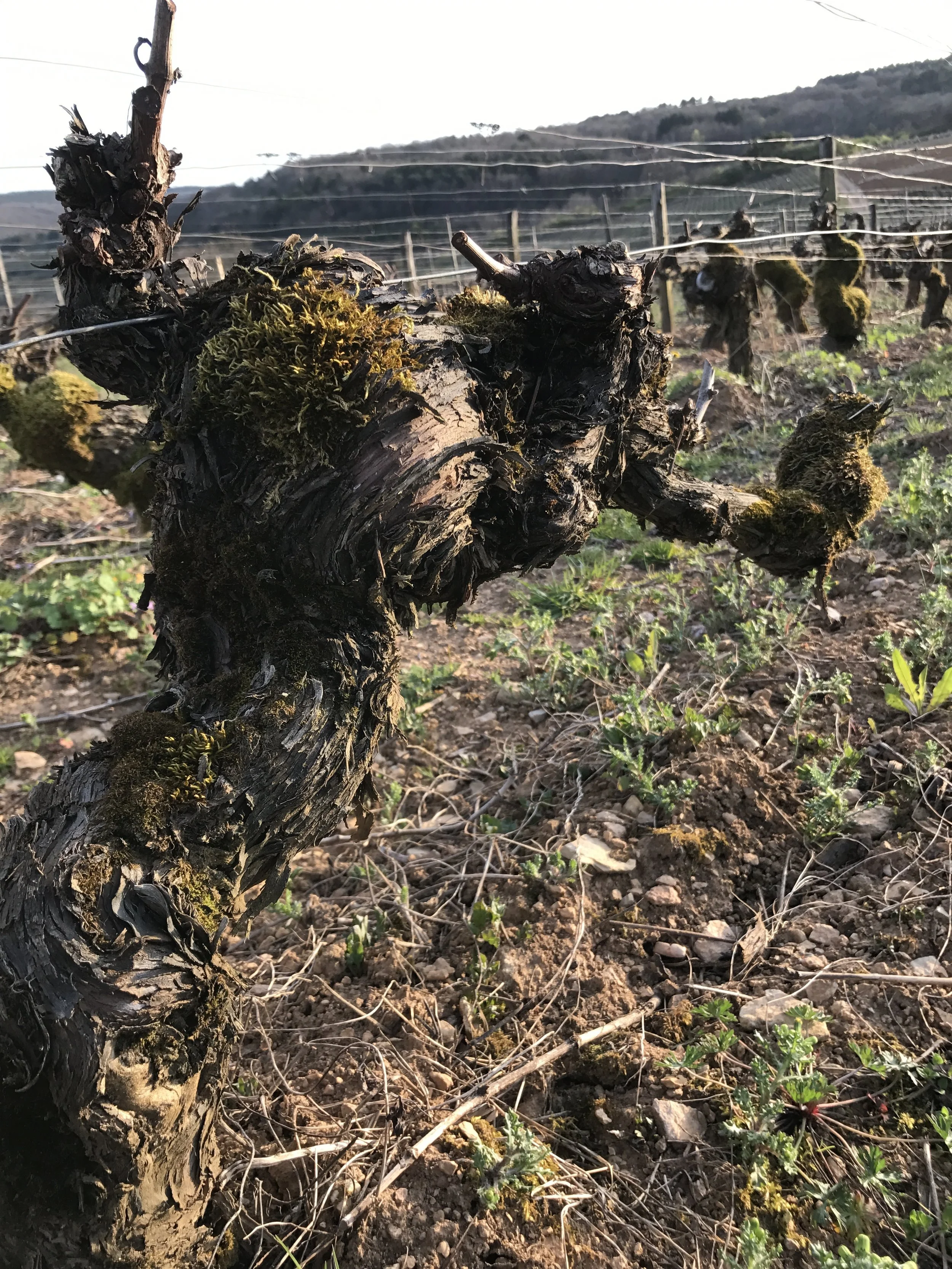 Some older vines in Haute Cote de Beaune at Domaine Billard. Notice how with each photo the soils are a little different, variations, expositions, and soil compositions are what give each wine their distinctive character, as well as the subtle differences in winery, of course. Yes, clay and limestone, but how much and what kind of top soil mean different things for nutrition and water, etc. I have only begun to understand all of this!
