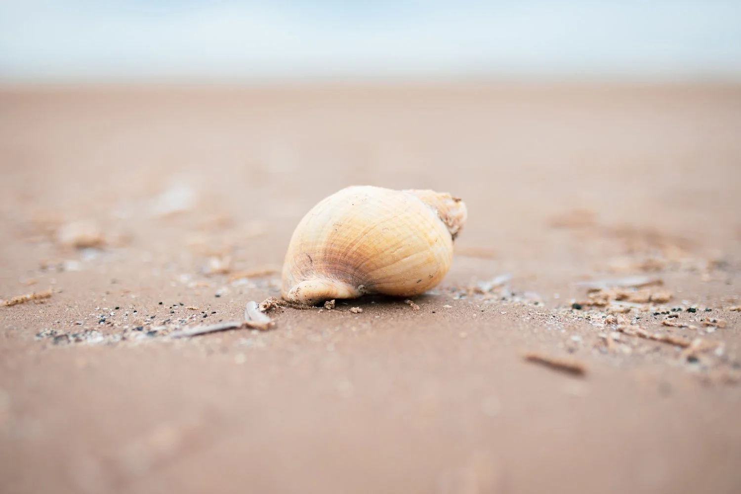 Clinical Supervision →