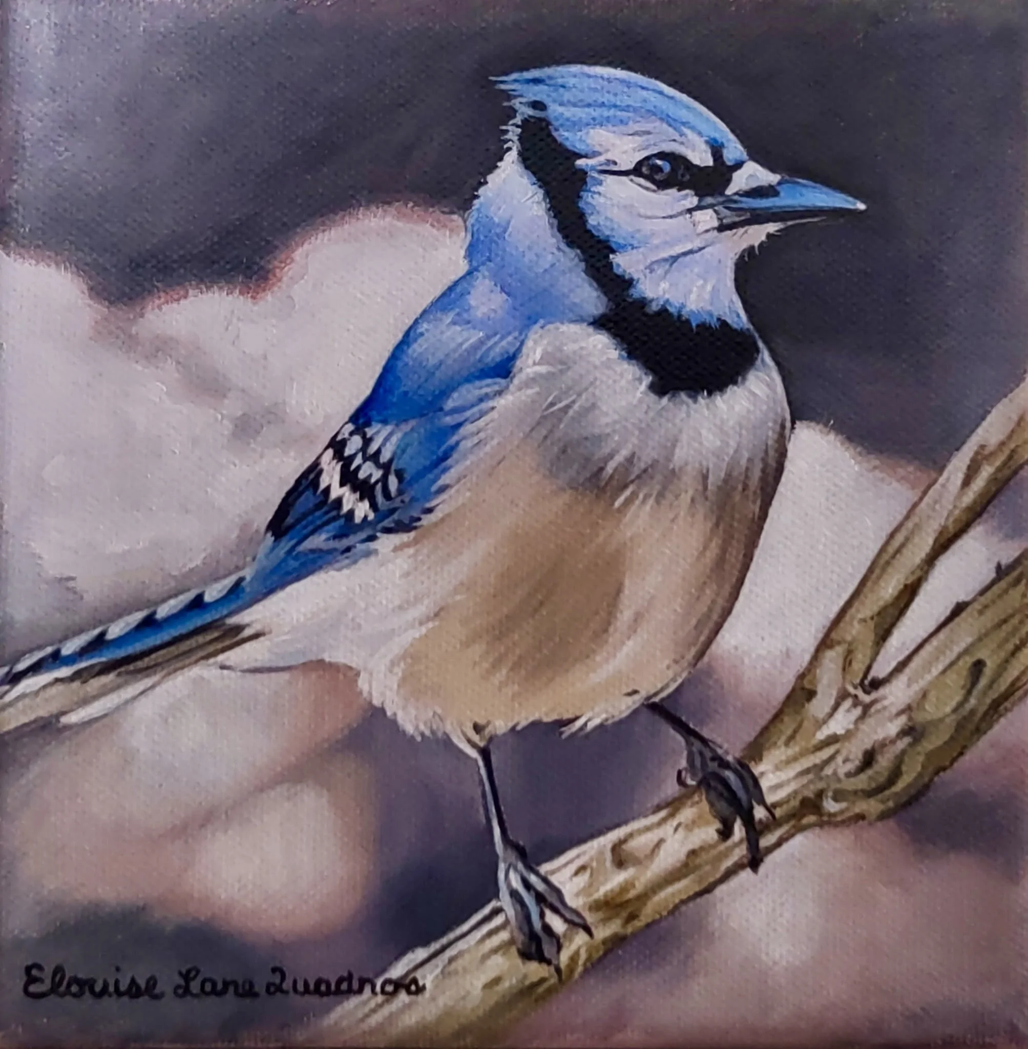 "Blue Jay Among the Clouds" original oil, 6"x6", $350.00