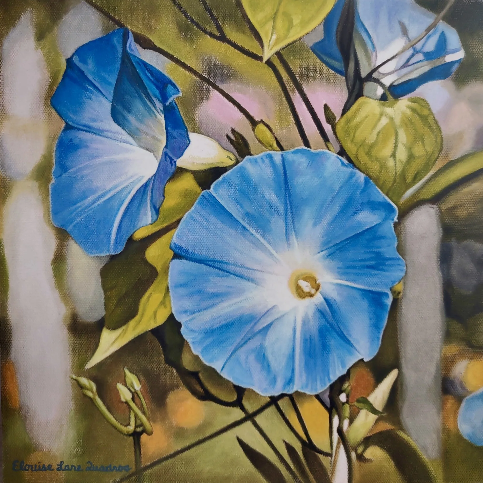 "Morning Glories" original oil, 12"x12", $650.00