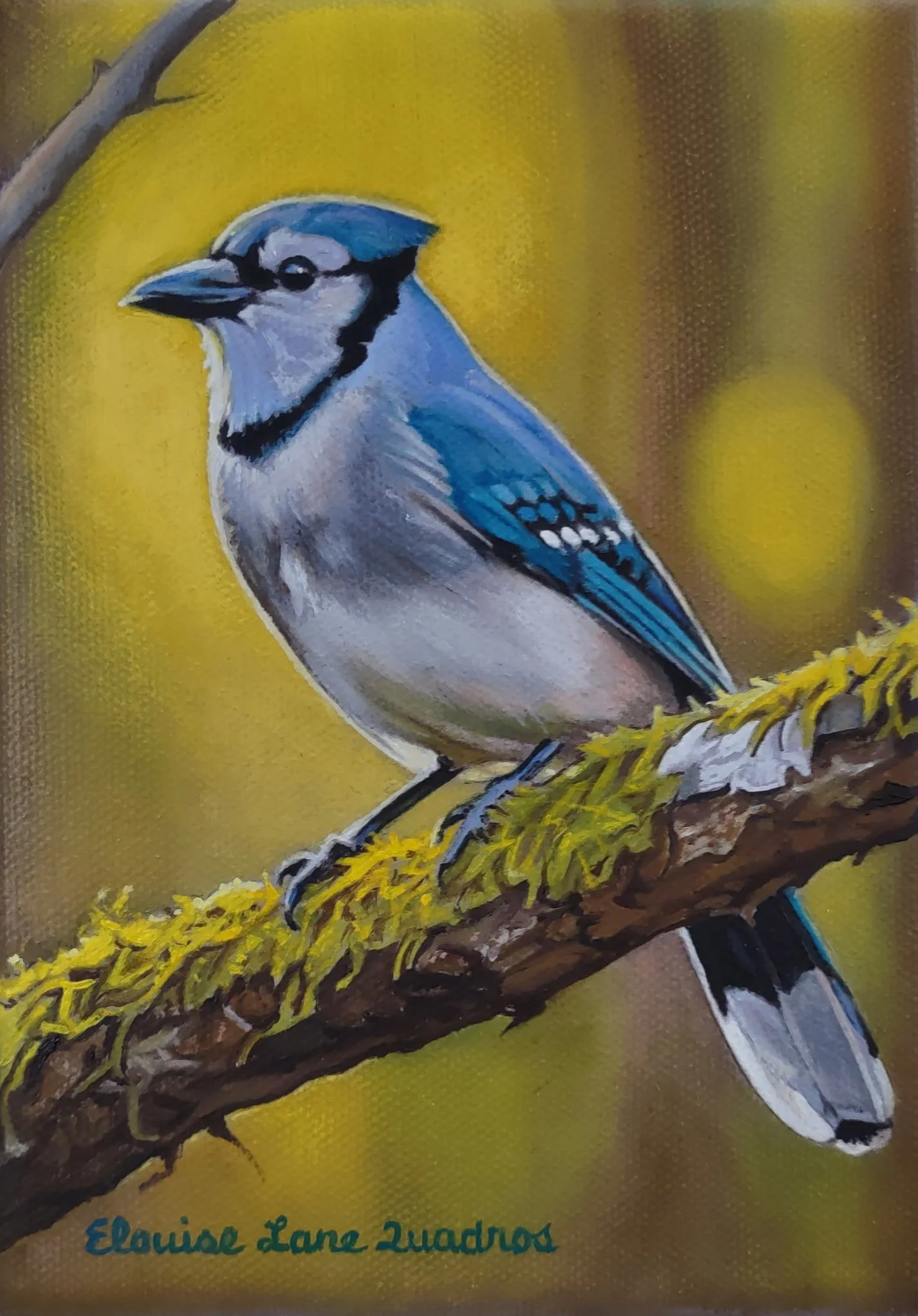 "Sunny Blue Jay" original oil, 5"x7", $375.00
