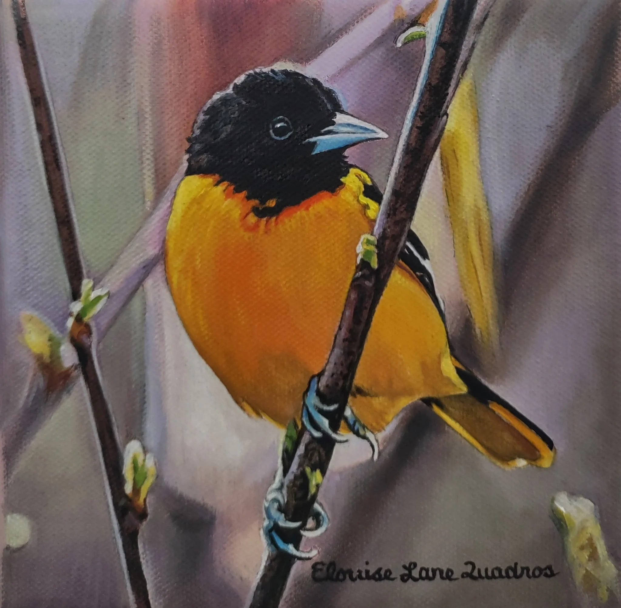 "Baltimore Oriole" original oil, 6"x6", $375.00