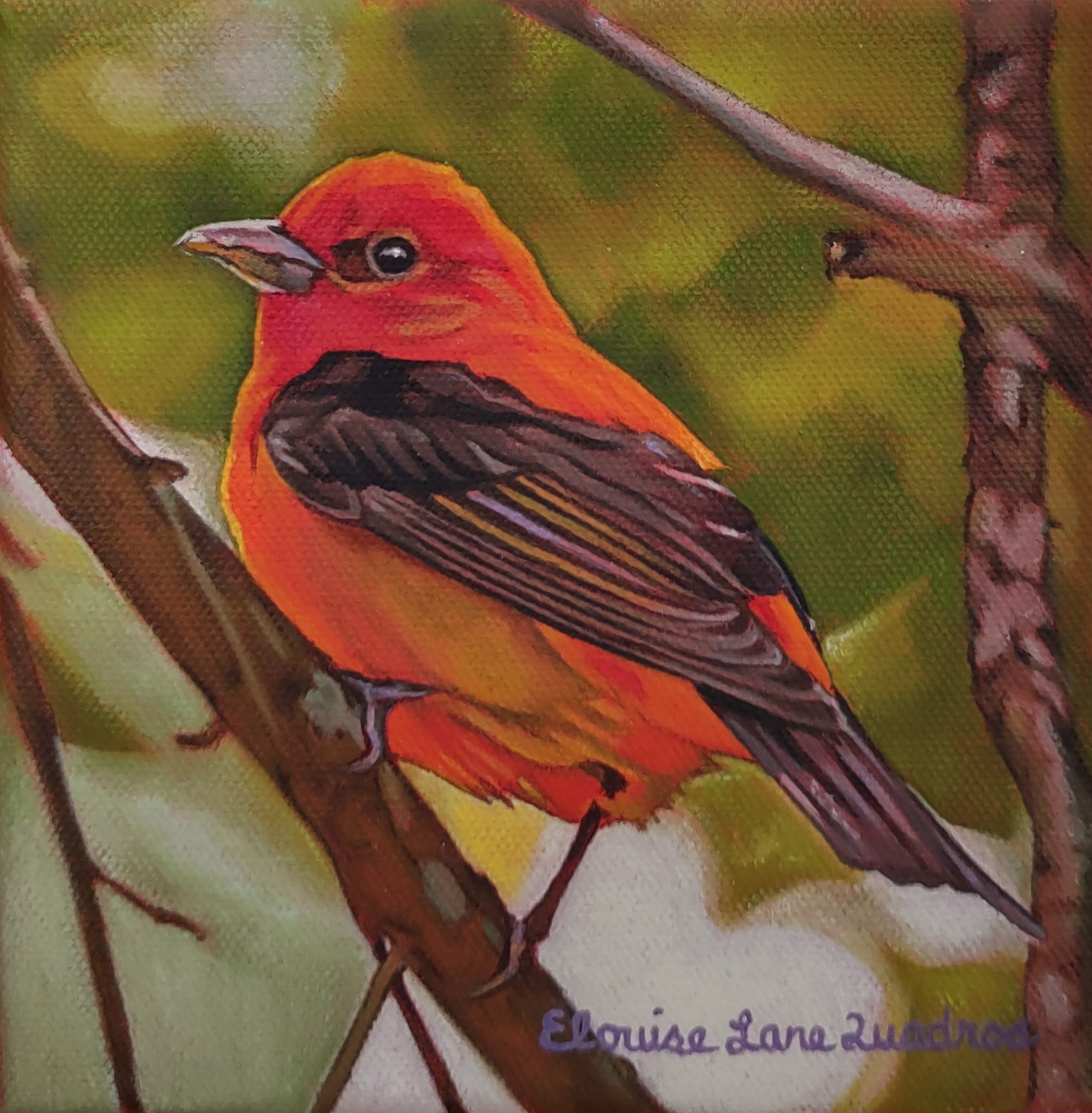 "Vibrant Scarlet Tanager" original oil, 6"x6", $375.00