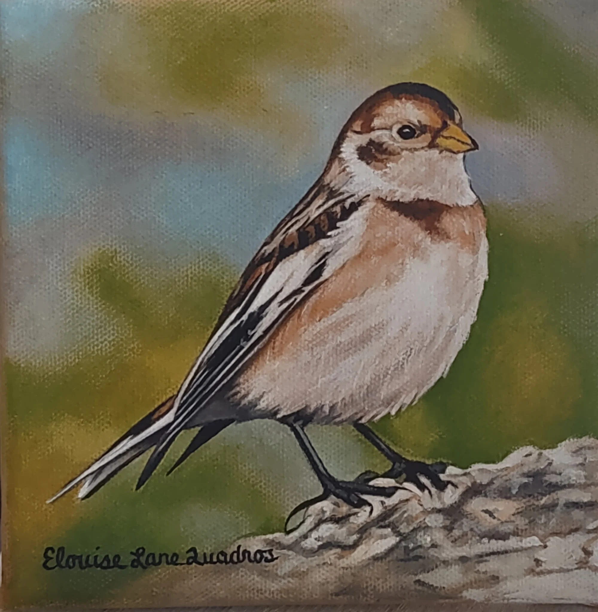 "Snow Bunting", original oil, 6"x6", $375.00