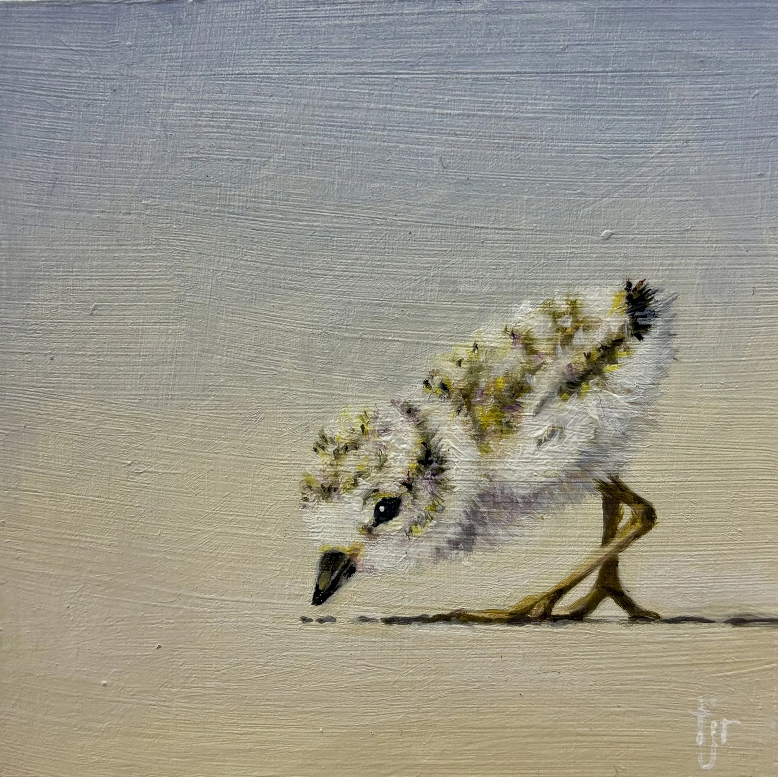 "Plover Chick 2" original oil, 4"x4", $275.00