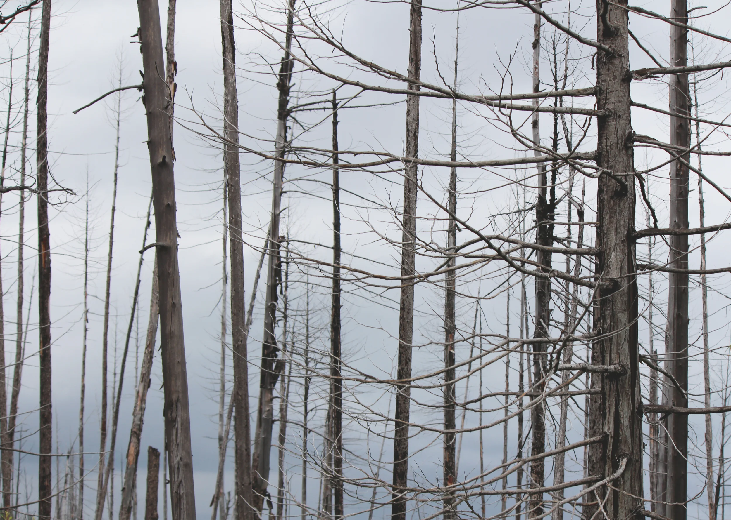 Trees after 2003 Fire - Glacier National Park, Montana