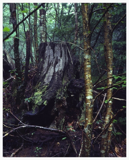 Hoh Rain Forest